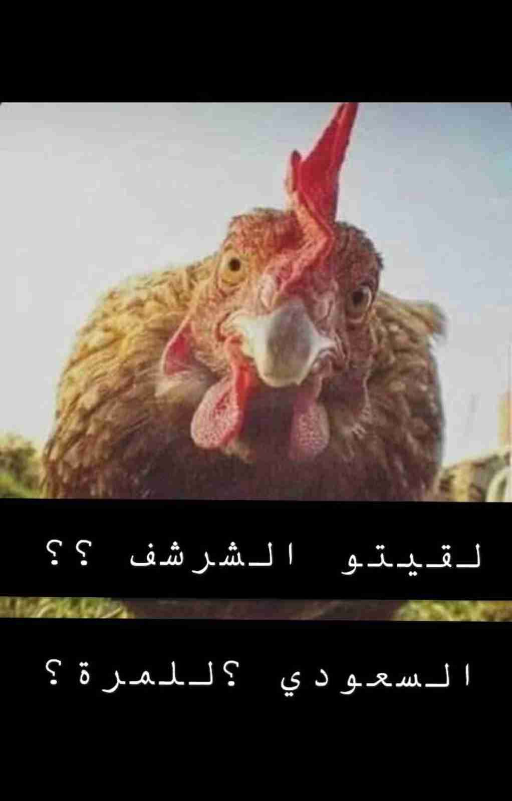 هامستر روسي شعر طويل جوز اليفات 16د مع قفص واكل ونجارة وتوصيل يا بلاش
لا تنسَ أنك شاهدت هذا الإعلان في عنكبوت...