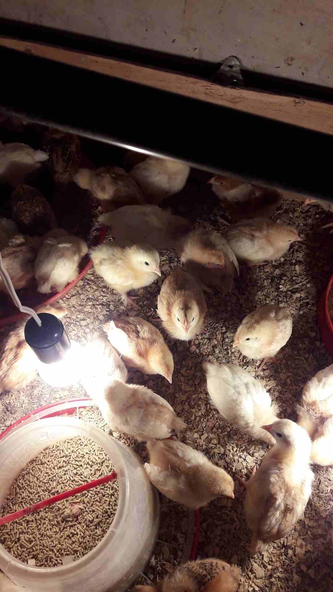 صوص هندي عمر اسبوعين
لا تنسَ أنك شاهدت هذا الإعلان في عنكبوت
العدد تقريبا 50 او60...