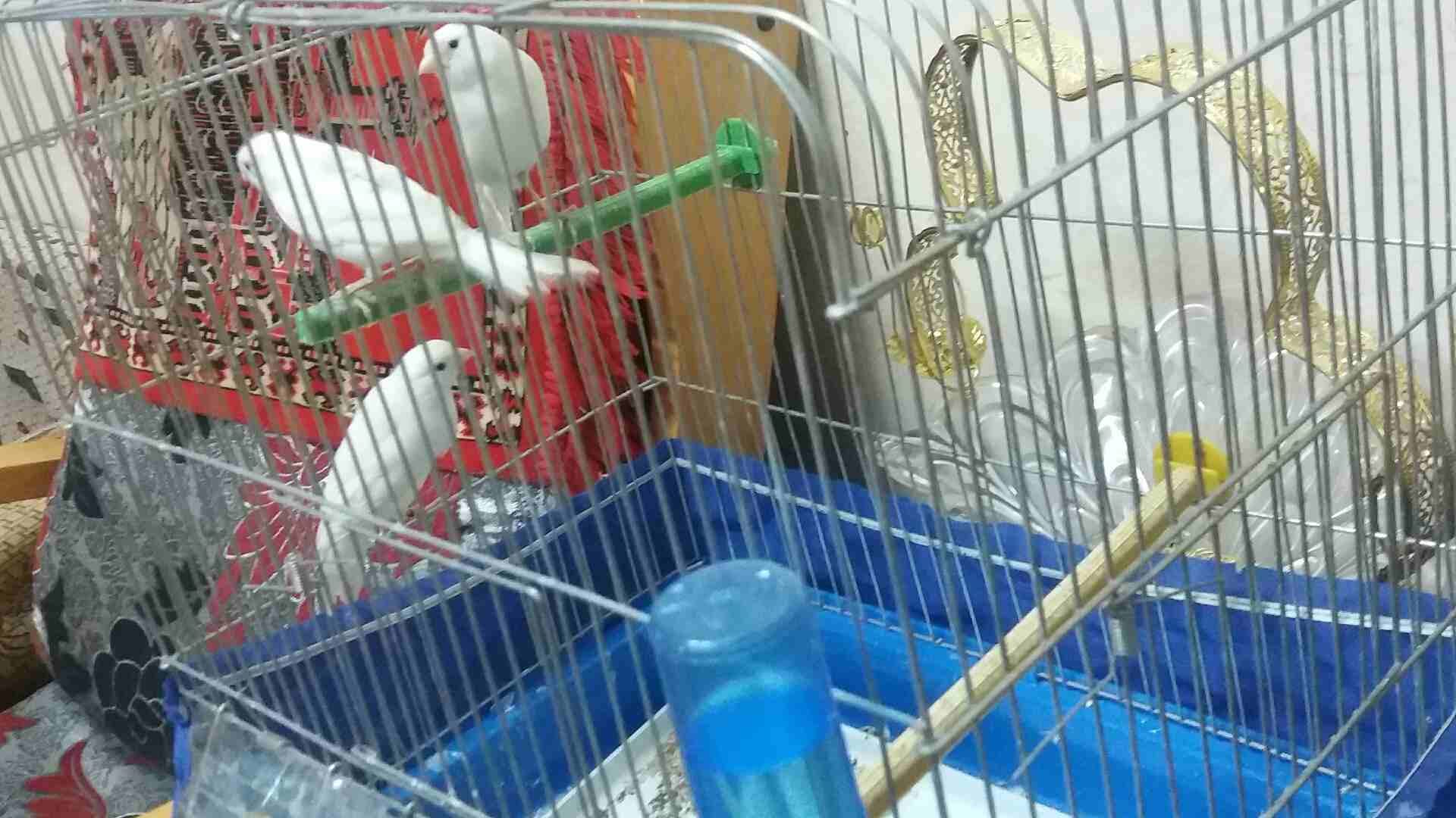 اربع طواير بكريات صحه ونظافه جاهزات العمر سنه فيهم وحدا لطشى خفيفه السعر من الاخ
لا تنسَ أنك شاهدت هذا الإعلان في عنكبوت...