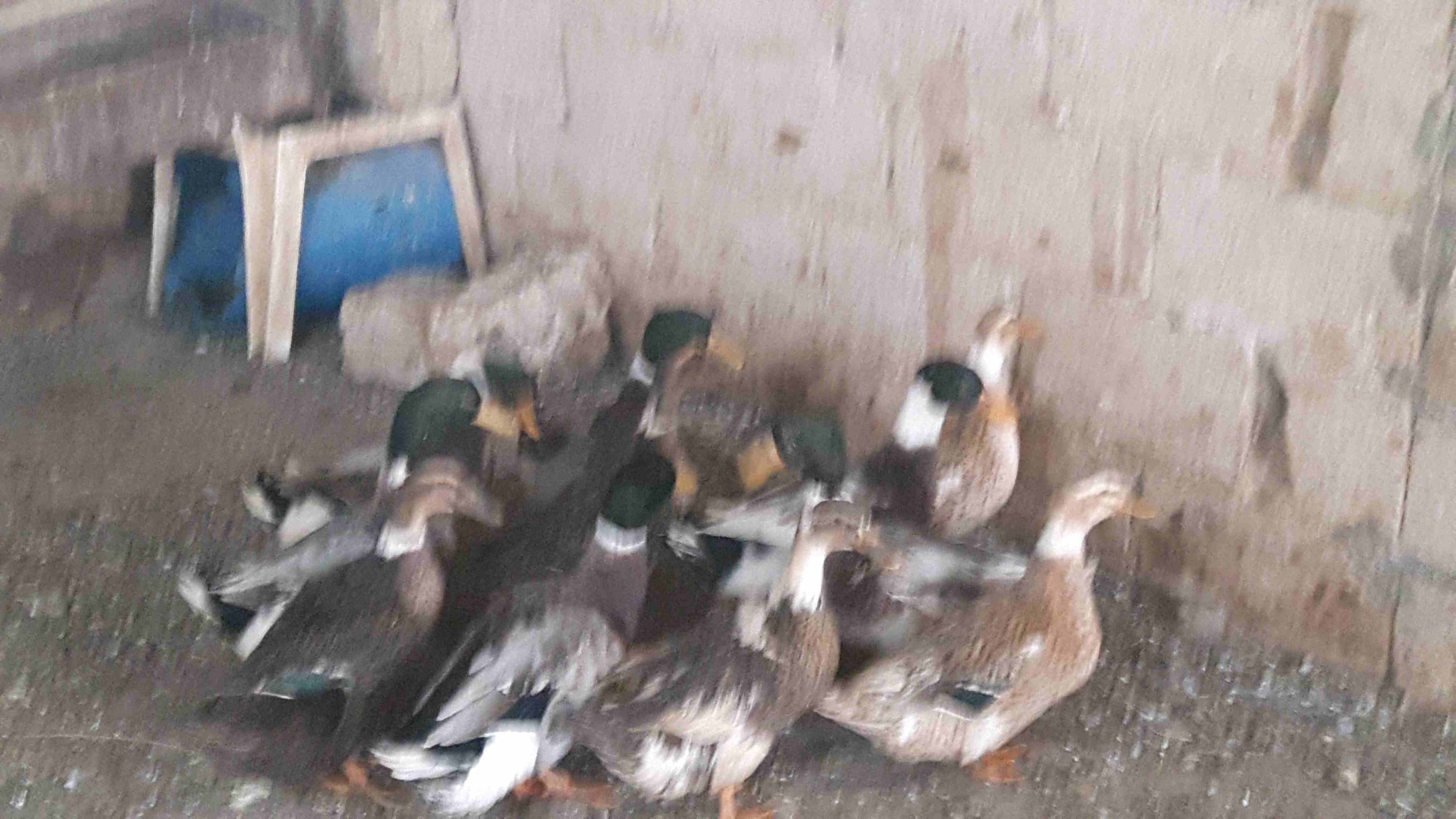 بط للبيع
لا تنسَ أنك شاهدت هذا الإعلان في عنكبوت
بط ابو حشيش للبيع
شغال6...