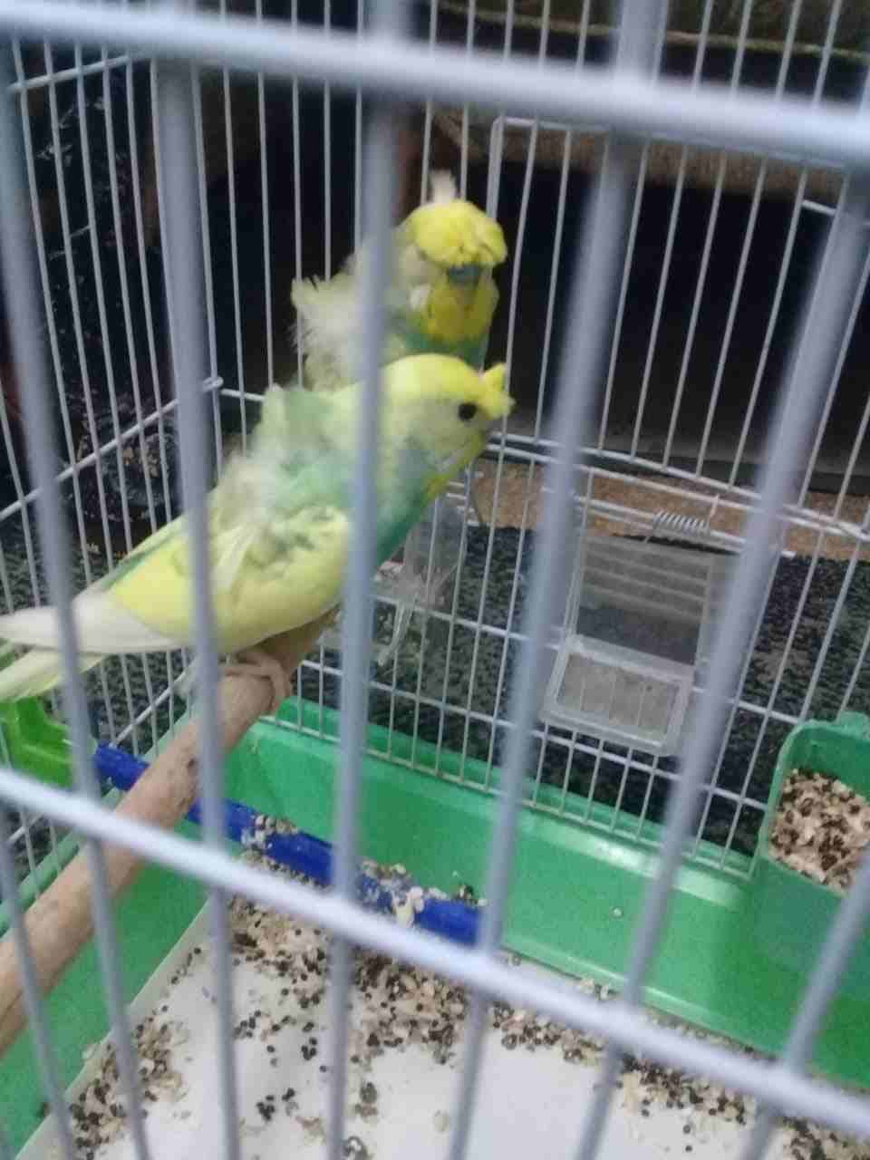 جوز هوجورومو تحتيه اربع فراخ دبل كرست طفرة
لا تنسَ أنك شاهدت هذا الإعلان في عنكبوت
جوز هوجورومو ط...