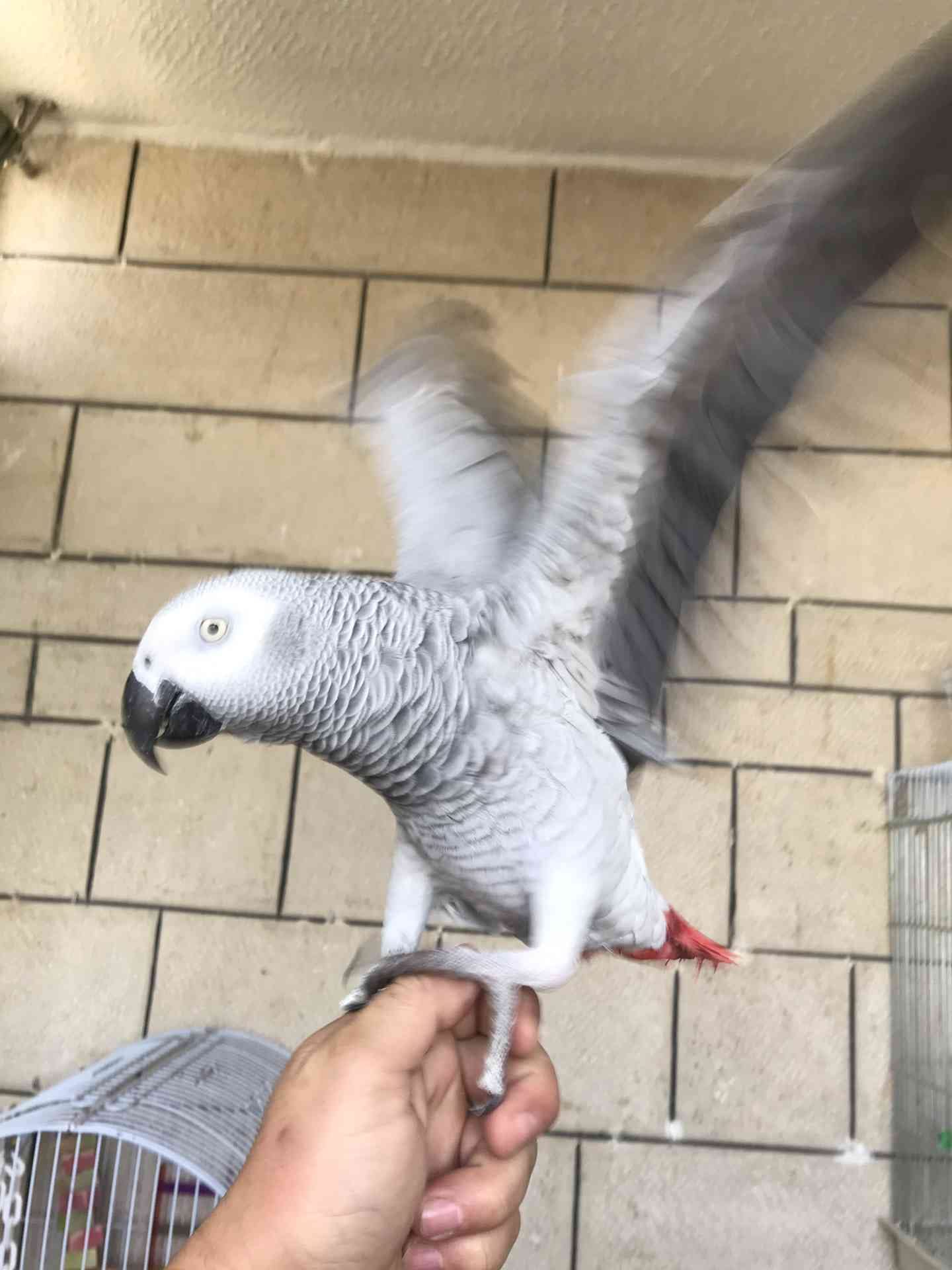 كاسكو اليف متكلم للبيع
لا تنسَ أنك شاهدت هذا الإعلان في عنكبوت
كاسكو متكلم اكثر من 30 كلمه ال...