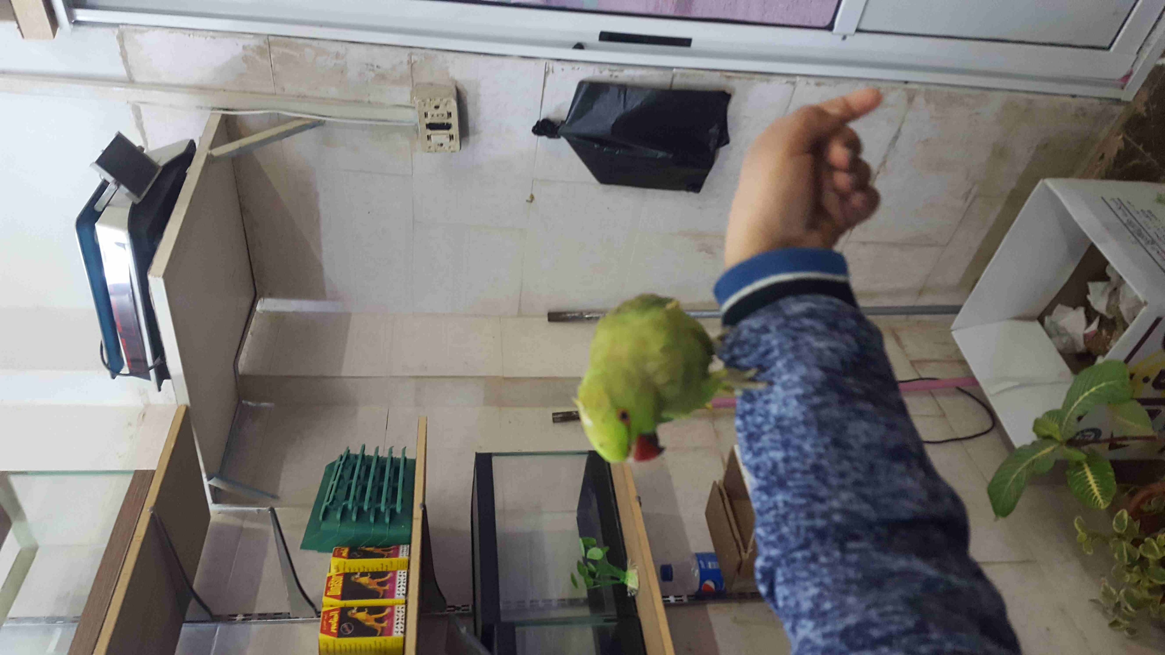 يتوفر سنغالي اليف دره اليف
لا تنسَ أنك شاهدت هذا الإعلان في عنكبوت
يتوفر حبه دره اليفه عبره عن ل...