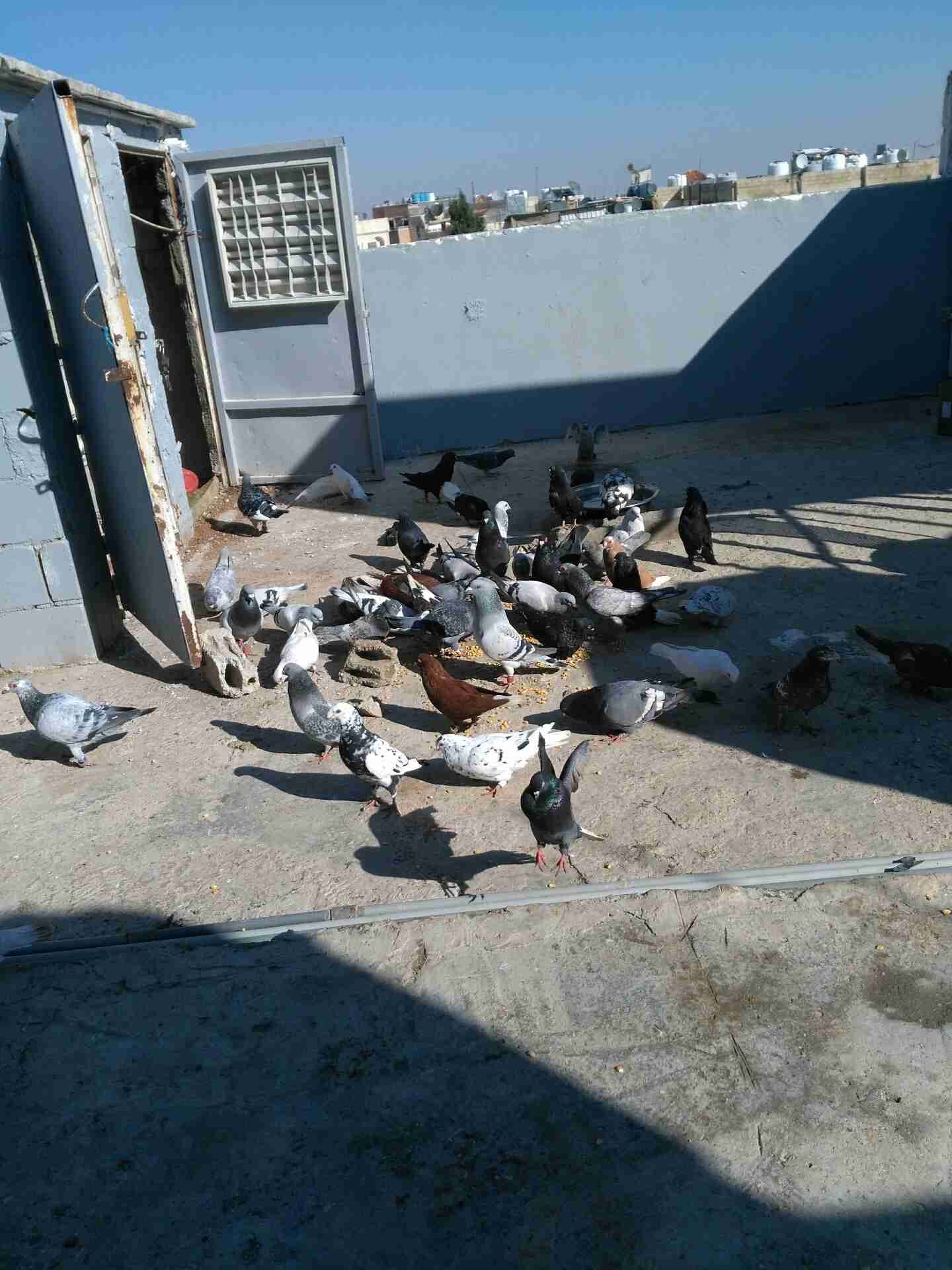 حمام كش وزق نحب
لا تنسَ أنك شاهدت هذا الإعلان في عنكبوت
الحمام للبيع كش و زق...