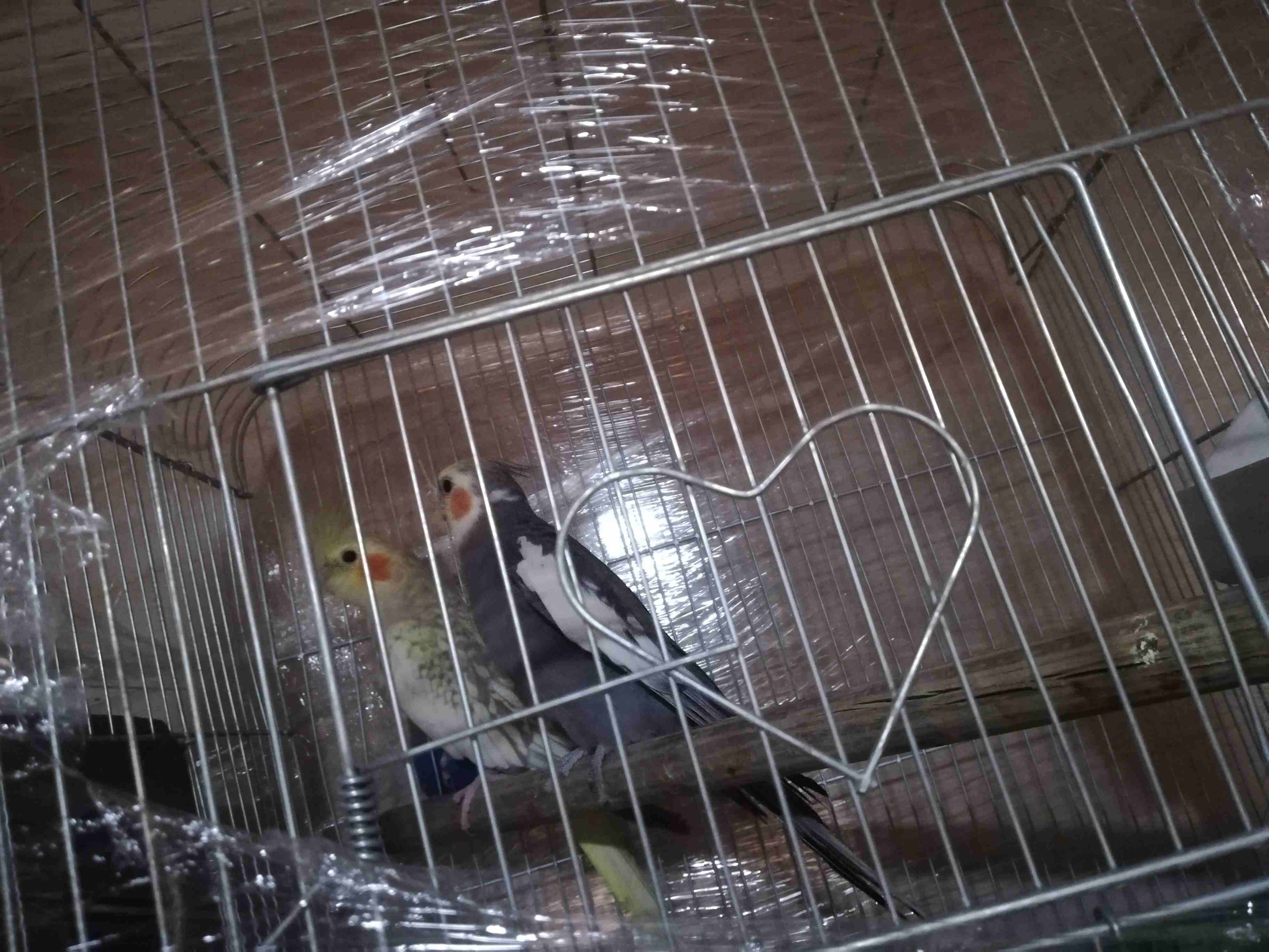 جوز كوكتيل للبيع
لا تنسَ أنك شاهدت هذا الإعلان في عنكبوت
جوز كوكتيل ذكر بلدي و الأنثى ايزابيل صحه...