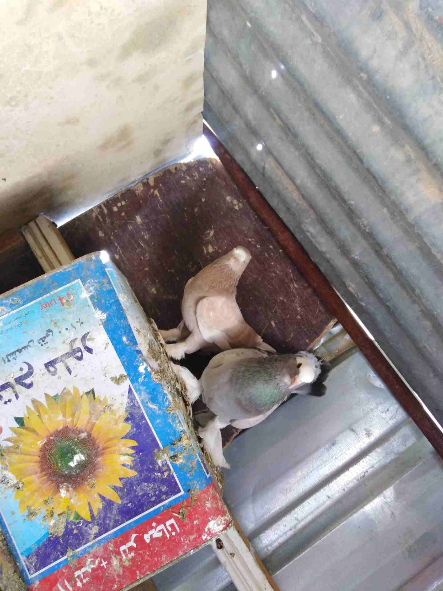 حمام زق شغال
لا تنسَ أنك شاهدت هذا الإعلان في عنكبوت
حمام زق
رقم...