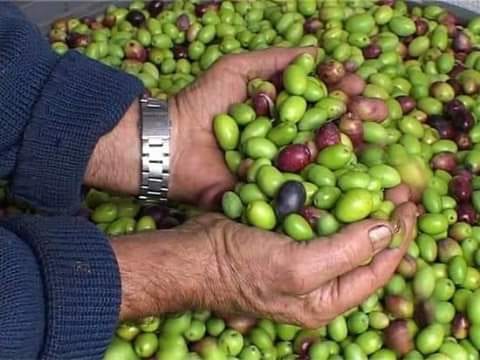 افحص قبل الشراااء ياخوي
لا تنسَ أنك شاهدت هذا الإعلان في عنكبوت
زيت زيتؤن للبيع.. رؤمي/ بعل/...