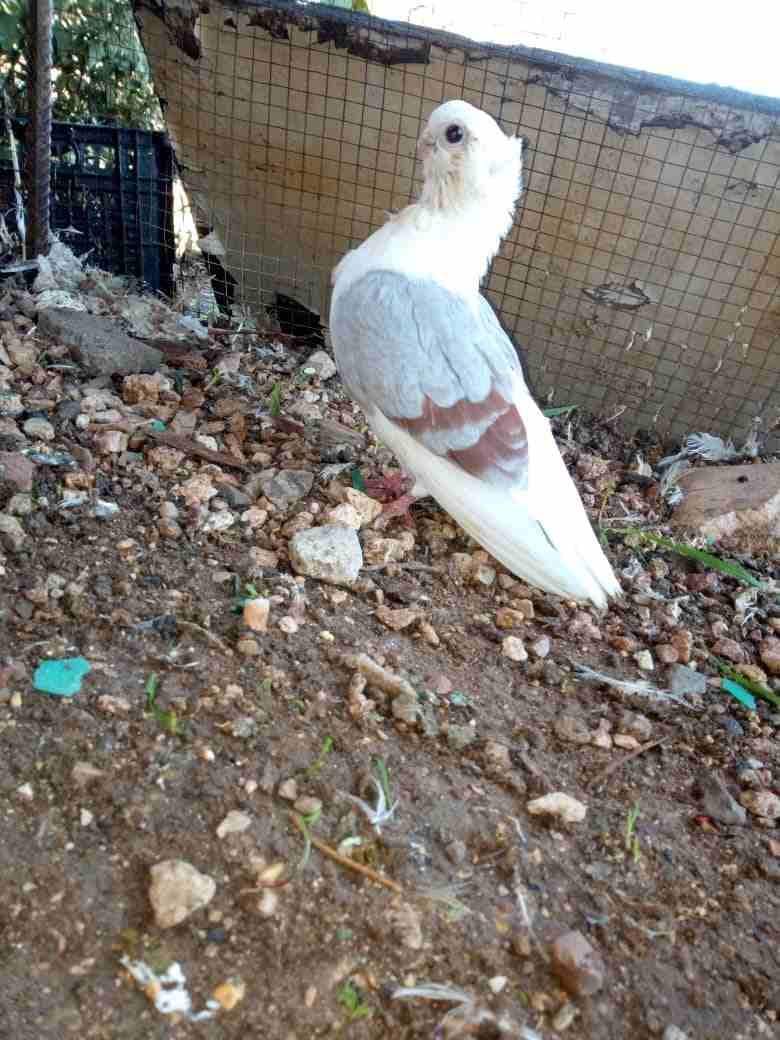 فحل كالوت نخب
لا تنسَ أنك شاهدت هذا الإعلان في عنكبوت
فحل كالوت نخب وشغال باذن الله للتواصل 07855...