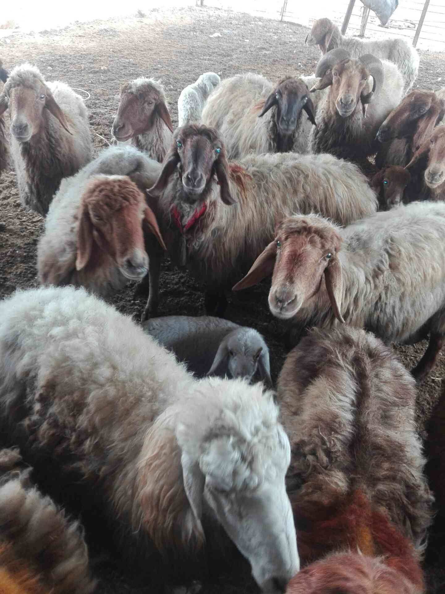غنم معاشير سن صغير غنم مقنوي للبيع رقم0795154229
لا تنسَ أنك شاهدت هذا الإعلان في عنكبوت
غنم...