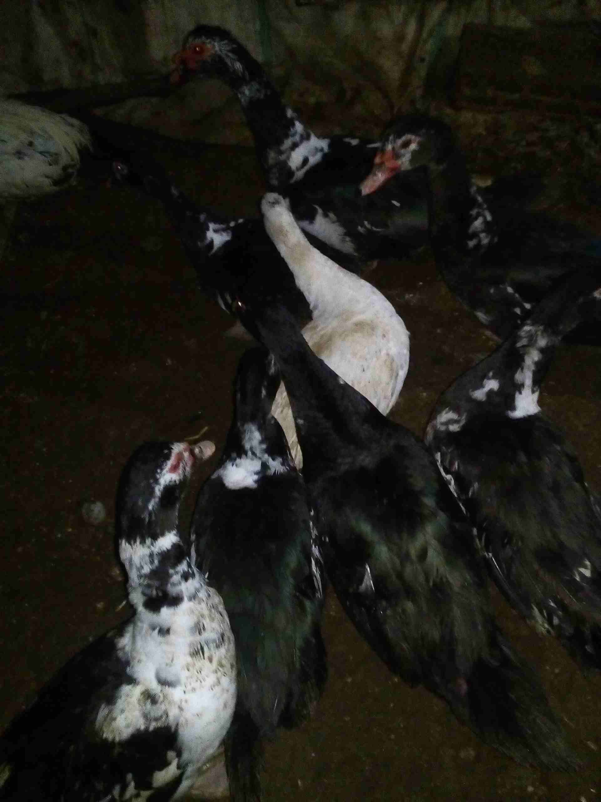 يوجد بط للبيع
لا تنسَ أنك شاهدت هذا الإعلان في عنكبوت
يوجد بط للبيع نوع كسوفي 3ذكور و5 اناثي...