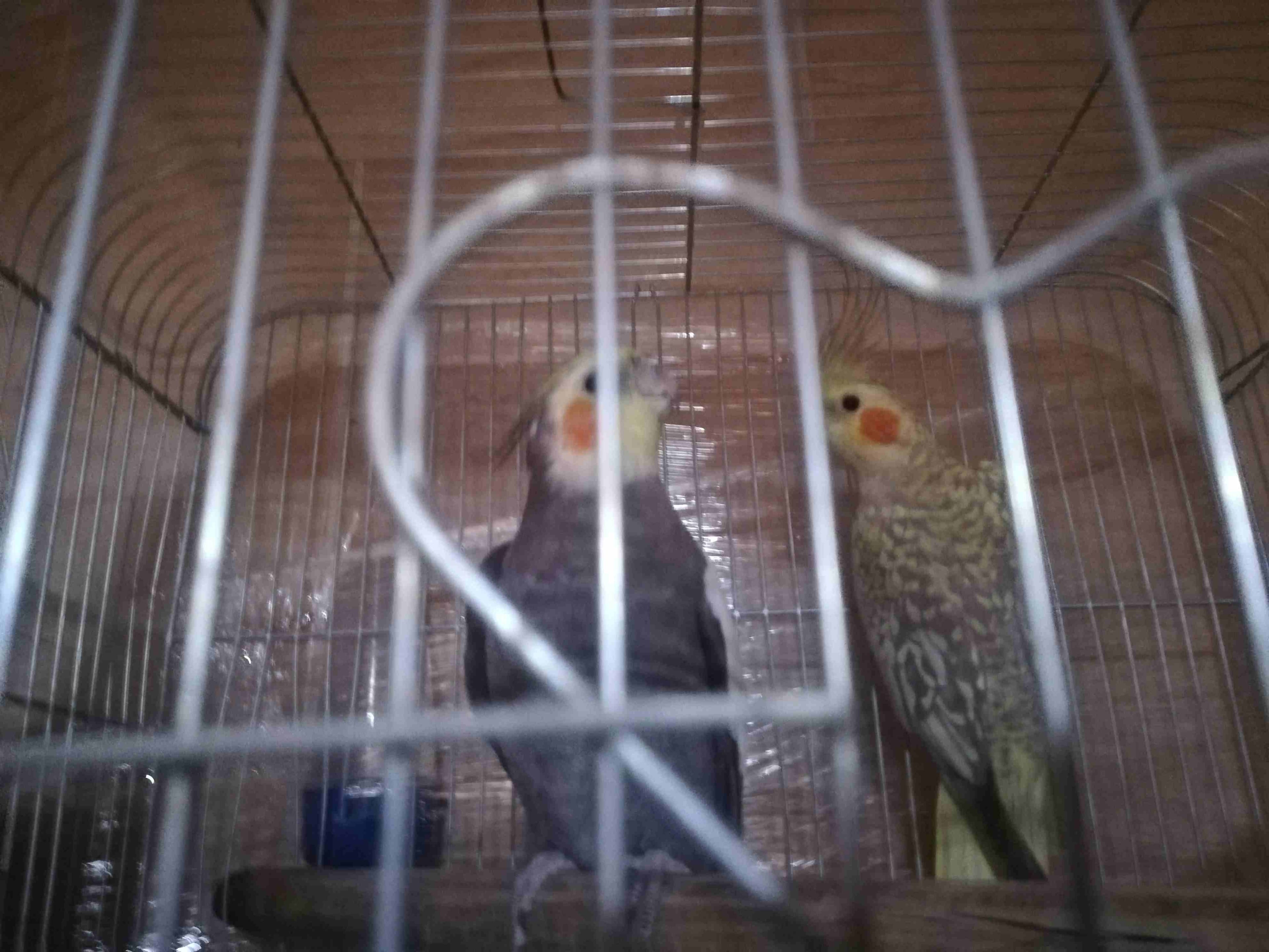 جوز كوكتيل للبيع
لا تنسَ أنك شاهدت هذا الإعلان في عنكبوت
جوز كوكتيل ذكر بلدي و الأنثى ايزابيل صحه...
