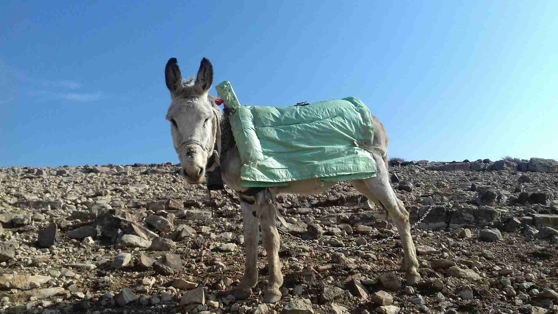 حمار غنم
لا تنسَ أنك شاهدت هذا الإعلان في عنكبوت
لجادين فقط. فقط...