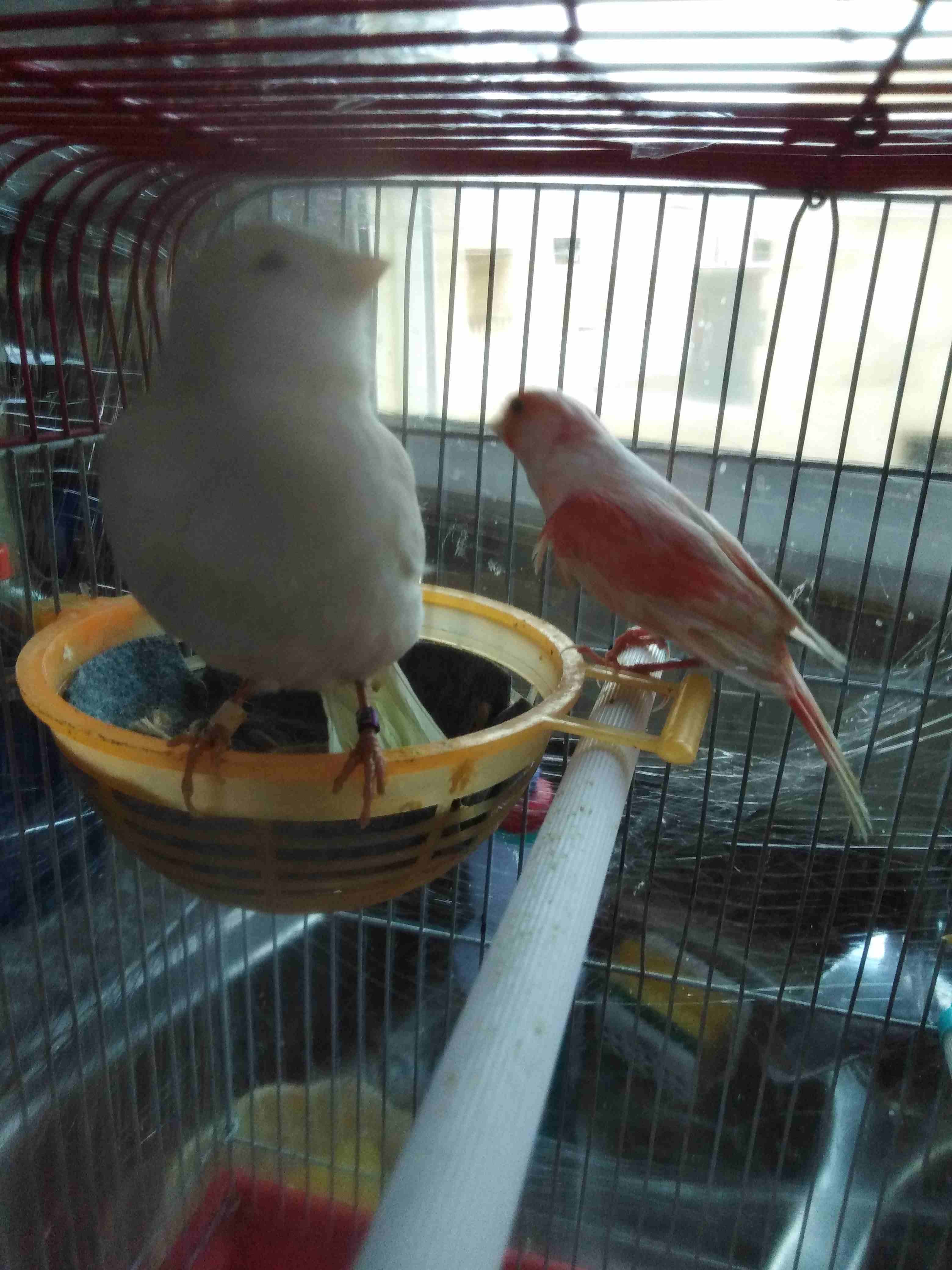 طيره بيضه جاهز للجيزه ع الفحل مباشرة
لا تنسَ أنك شاهدت هذا الإعلان في عنكبوت
الهاشمي الشمالي...