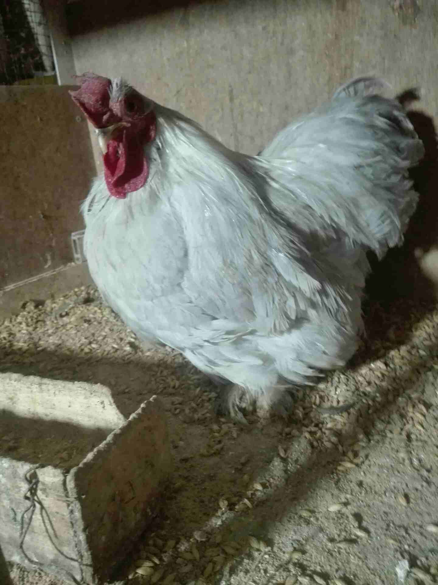 كشن فطبول
لا تنسَ أنك شاهدت هذا الإعلان في عنكبوت
جوز كشن فطبول شغال. و ديك فطبول...