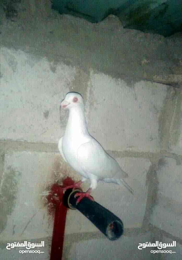 للبيع او البدل
لا تنسَ أنك شاهدت هذا الإعلان في عنكبوت
للبيع او البدل...