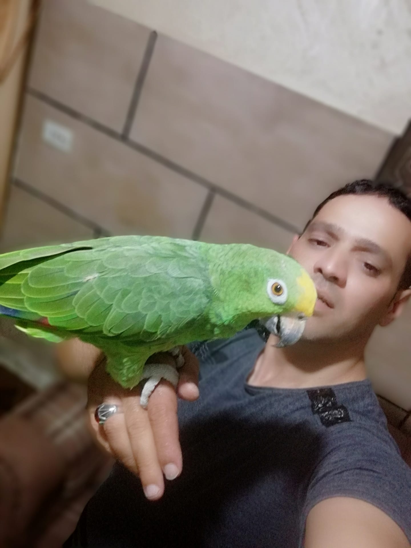 فرخ ببغاء أمازوني يلو كراون مزرعه حجل فضي متكلم مواجهة بطلاقه
لا تنسَ أنك شاهدت هذا الإعلان في عنكبوت...