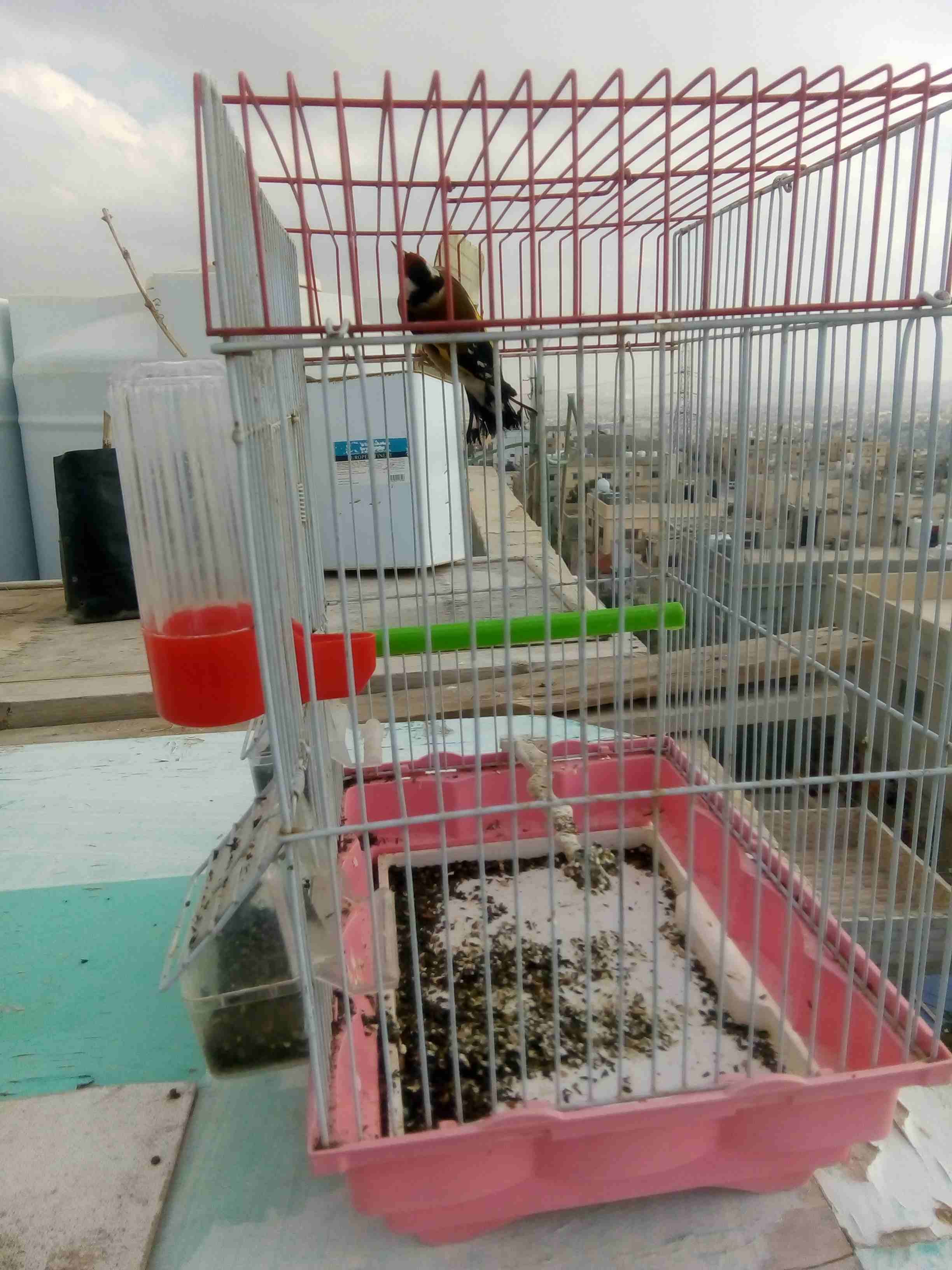 فحلين حسون ع السمع للبيع
لا تنسَ أنك شاهدت هذا الإعلان في عنكبوت
صحه ونضافة وصوت
المراجعة على الر...