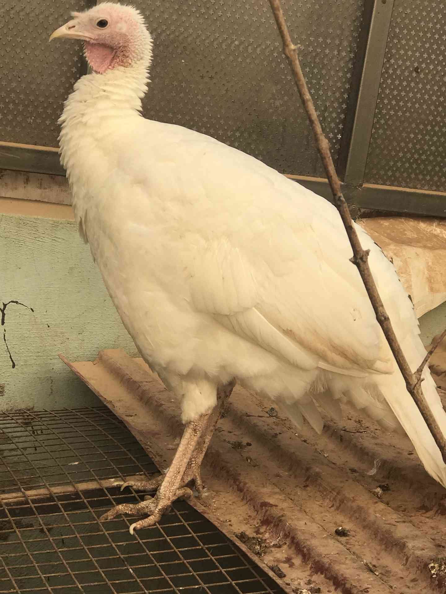 حبشه فرنسي ابيض حجم جامبو دجاجه مصوفه
لا تنسَ أنك شاهدت هذا الإعلان في عنكبوت
عمر 8 شه...