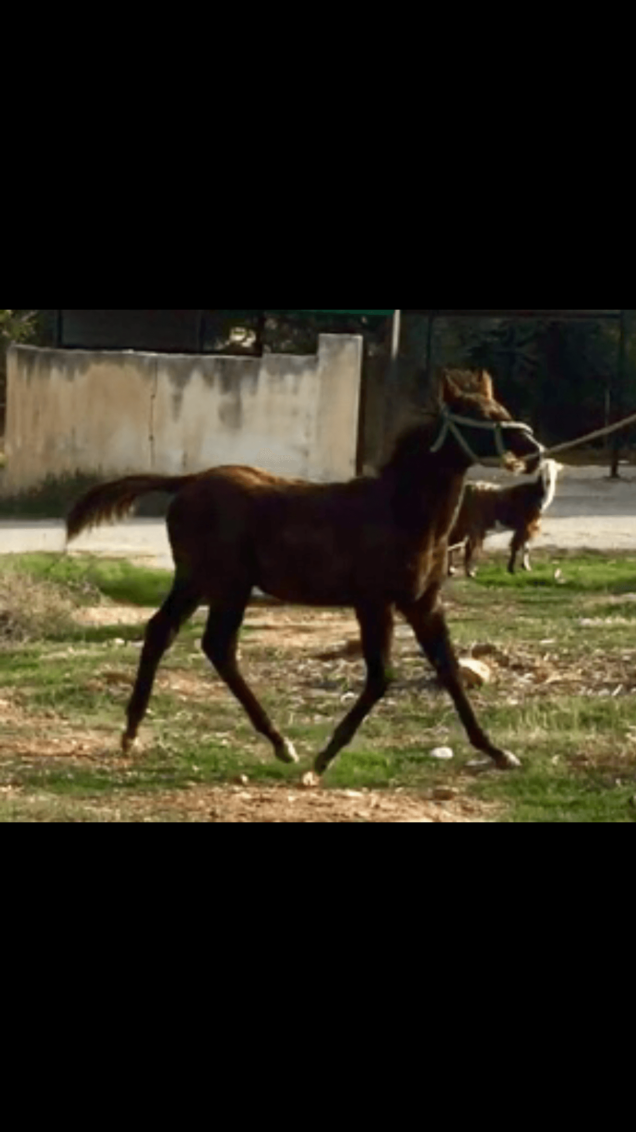 خيل للبيع
لا تنسَ أنك شاهدت هذا الإعلان في عنكبوت
حصان عمره 4 شهور ابن غيلان0798508955
ر...