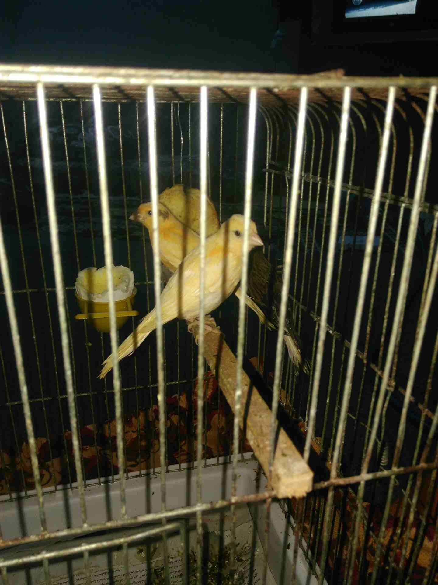اربع حبات كنار مخاليف كبار ملطشي طير ة اريبا لشغل
لا تنسَ أنك شاهدت هذا الإعلان في عنكبوت
لا للب...