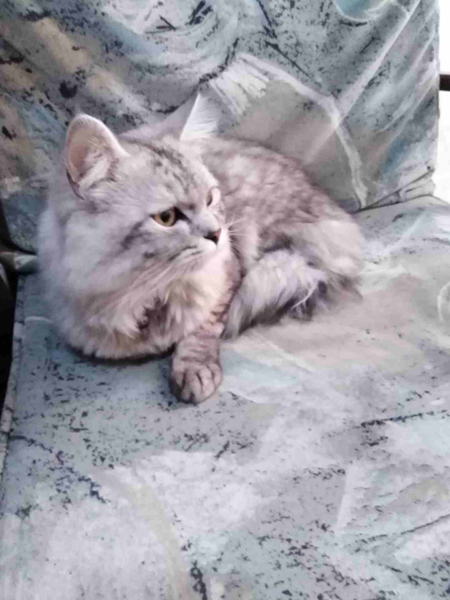 شنشيلا
لا تنسَ أنك شاهدت هذا الإعلان في عنكبوت
شنشيلا ذكر
العمر 9 أشهر
الحالة الصحية ممتازة
لعوب...