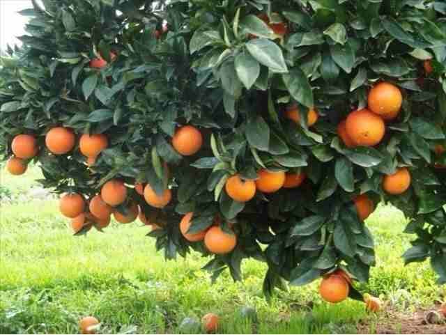 كافة أنحاء المملكه الاردنيه الهاشميه
لا تنسَ أنك شاهدت هذا الإعلان في عنكبوت
يتوفر لدينا حمضيات ع...