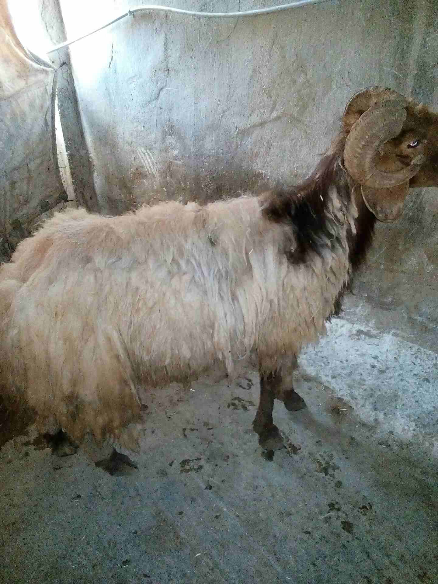 كباش بيعر البلاش وباسعار مغرية جدا
لا تنسَ أنك شاهدت هذا الإعلان في عنكبوت
كباش عدد خمسة سن انضيف...