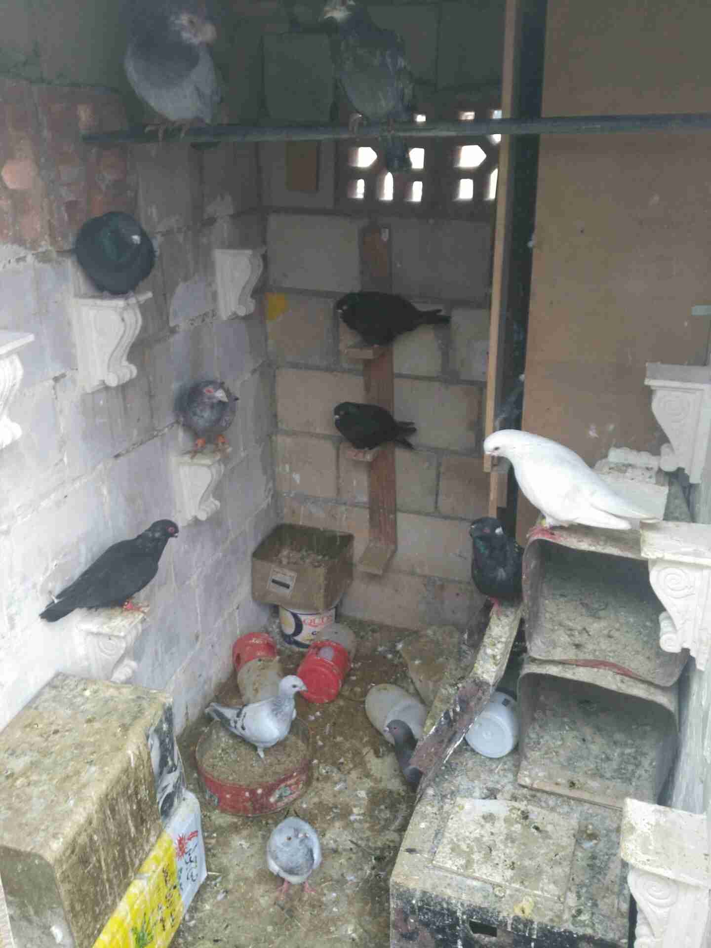 حمام كش وزق نحب
لا تنسَ أنك شاهدت هذا الإعلان في عنكبوت
الحمام للبيع كش و زق...