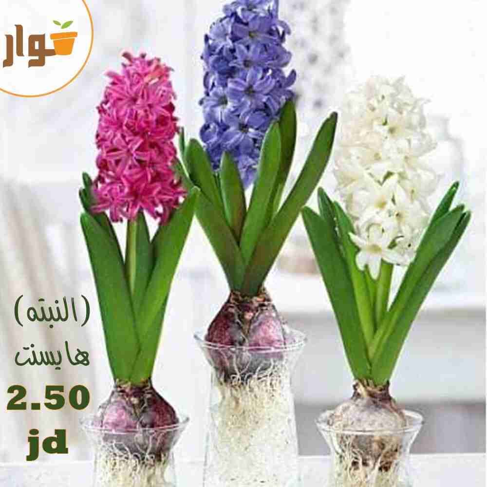 نباتات زينة داخلية وخارجية وقواوير سيراميك نوع فاخر
لا تنسَ أنك شاهدت هذا الإعلان في عنكبوت
ل...