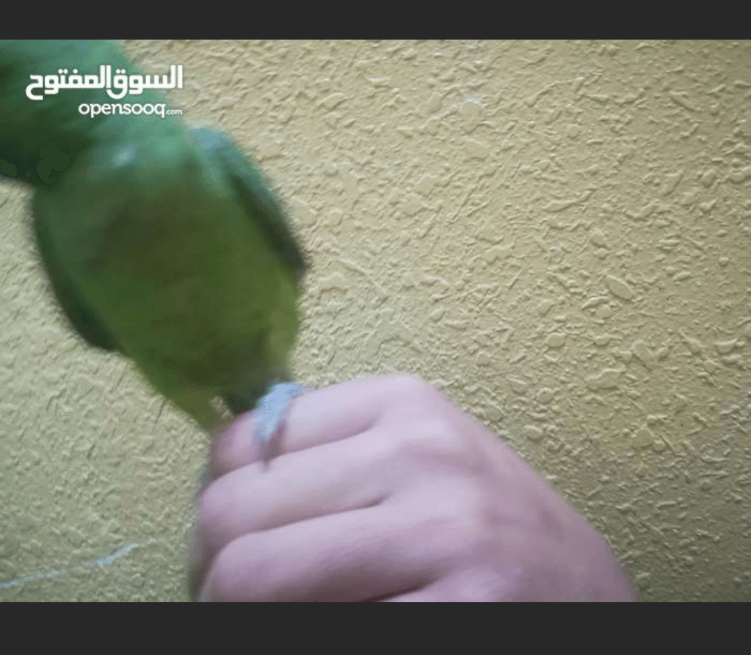 للبدل للبيع
لا تنسَ أنك شاهدت هذا الإعلان في عنكبوت
جوز كوكتيل تحتو اربع بيضات
دره عمر 7اشهر اليف...
