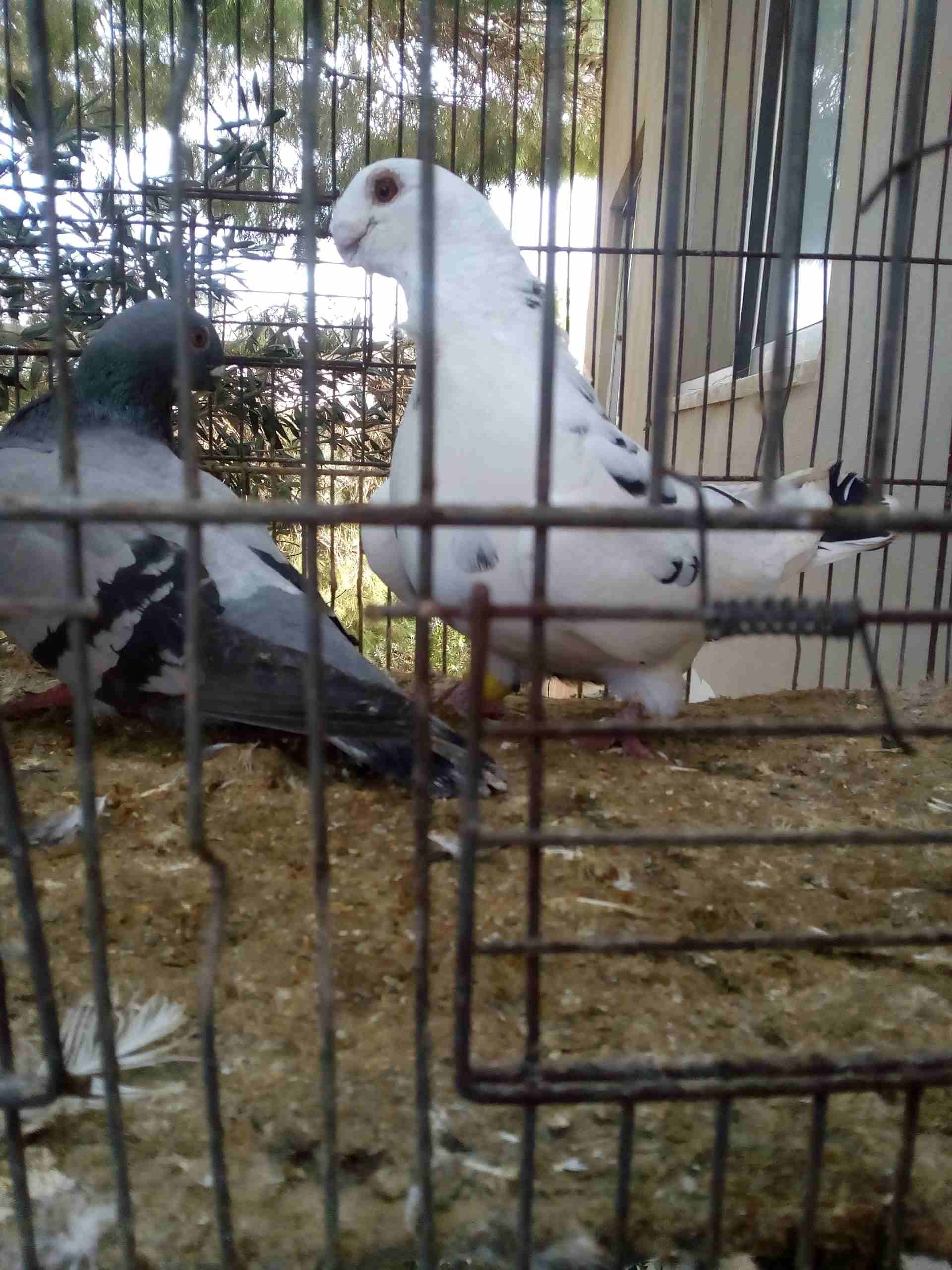 3 جواز ذبابنه
لا تنسَ أنك شاهدت هذا الإعلان في عنكبوت
الفحول الثلاث نخب الطواير بولنديه زرقا مقلو...