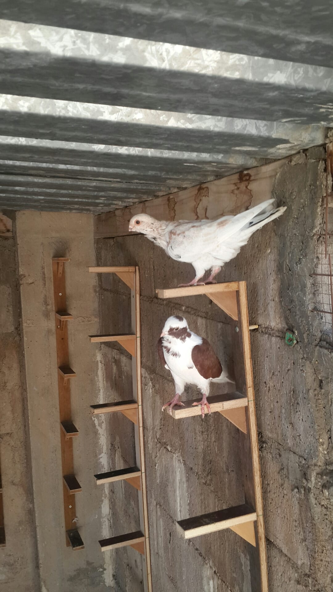 يوجد كوم فراخ انواع فطم جديد واشي بواقي ألوان لا اتابع الرسائل 0796513536 على ال
لا تنسَ أنك شاهدت هذا الإعلان في عنكبوت
07965...