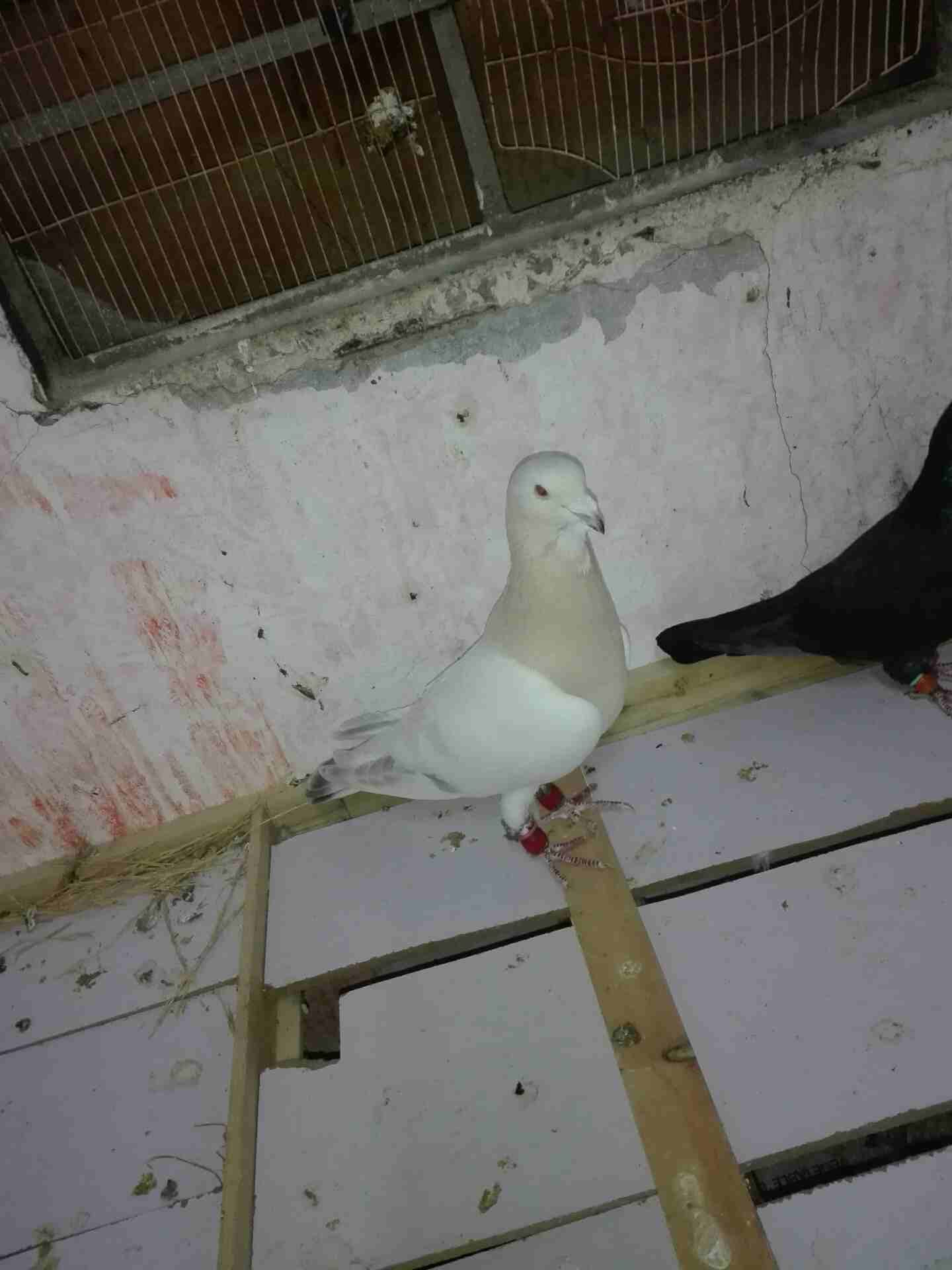 7جواز للبيع 5جواز ريحاني وجوزين حلوات ع 10الجوز كفاله شغل
لا تنسَ أنك شاهدت هذا الإعلان في عنكبوت...
