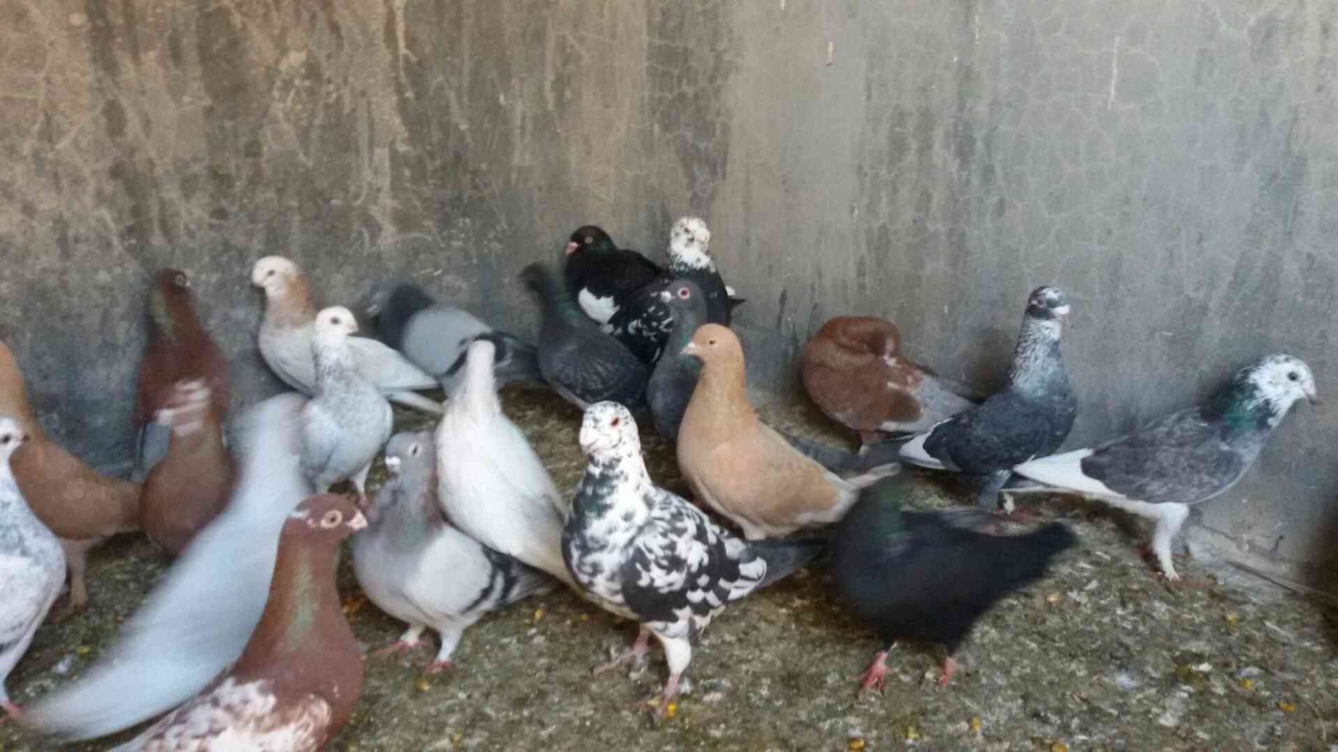 حمام للبيع
لا تنسَ أنك شاهدت هذا الإعلان في عنكبوت
للبيع 47 طير مشكله فيها اجواز وكش البيع كو...