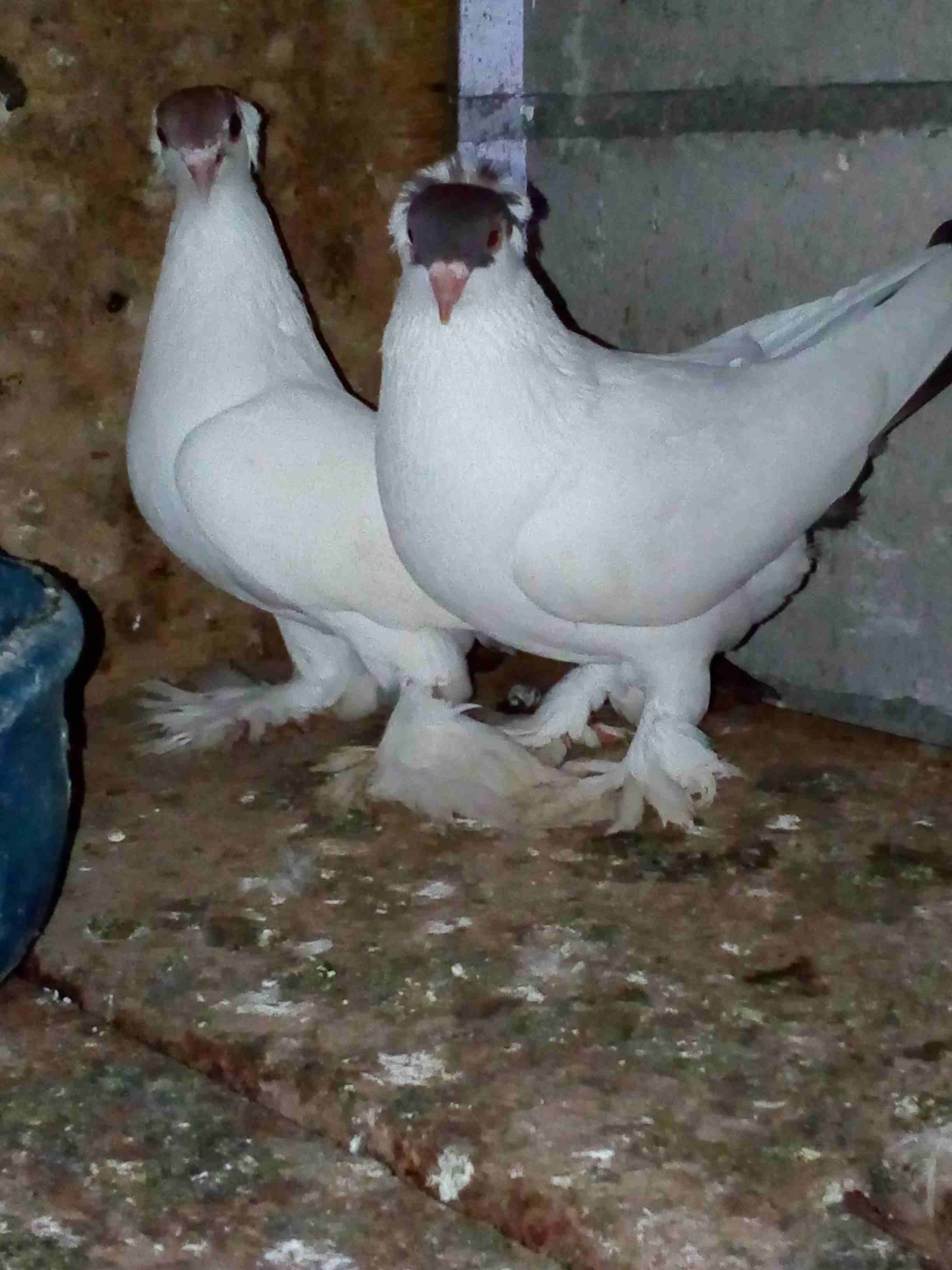 ....جوزين للبيع .......
لا تنسَ أنك شاهدت هذا الإعلان في عنكبوت
جوزين للبيع جوز فراخ وجوز شغال نش...