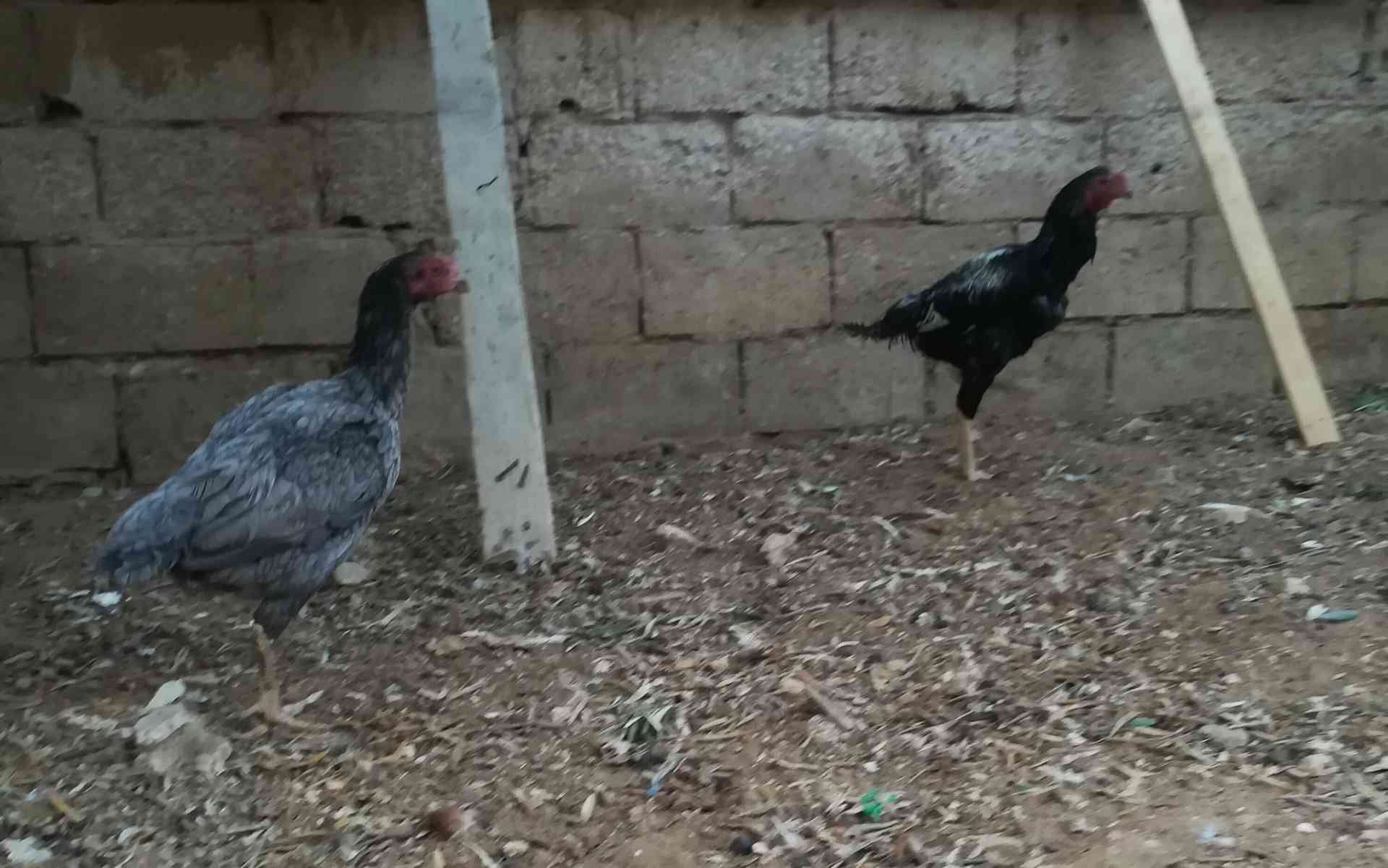 طقم باكستاني جاجتين وديك ما شاء الله عليهم
لا تنسَ أنك شاهدت هذا الإعلان في عنكبوت
للبيع او ل...