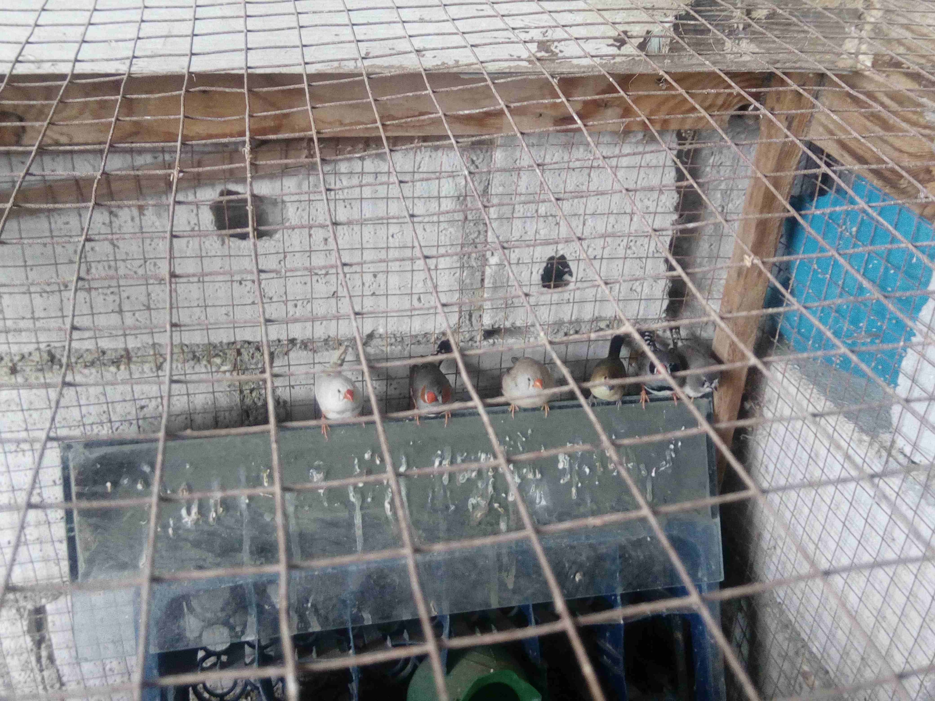فنجز للبيع
لا تنسَ أنك شاهدت هذا الإعلان في عنكبوت
جوزين ونص يعني 5 حبات فنجز شغالات للبيع .
حالي...