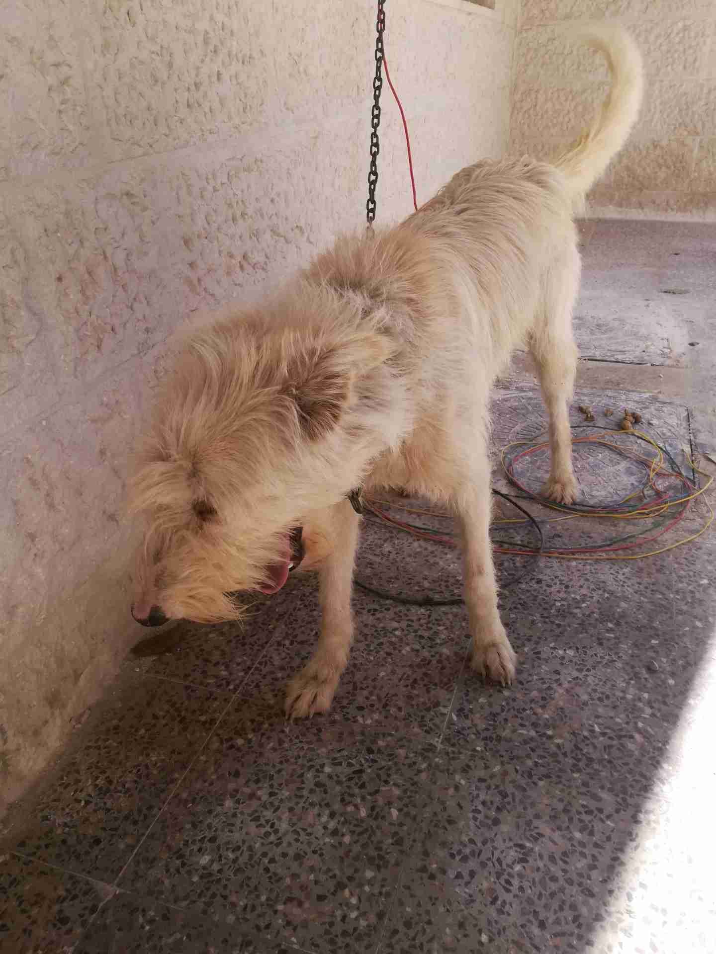 كلب امريكي للبيع باسرع وقت
لا تنسَ أنك شاهدت هذا الإعلان في عنكبوت
عمر 6 شهور حجم جامبو طويل...