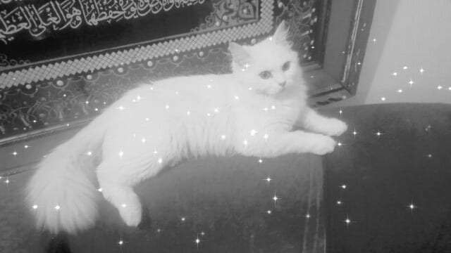 قطه شيرازيه حنونه ولعوبه وصحه وجمال
لا تنسَ أنك شاهدت هذا الإعلان في عنكبوت
قطه مدربه ومطعمه...
