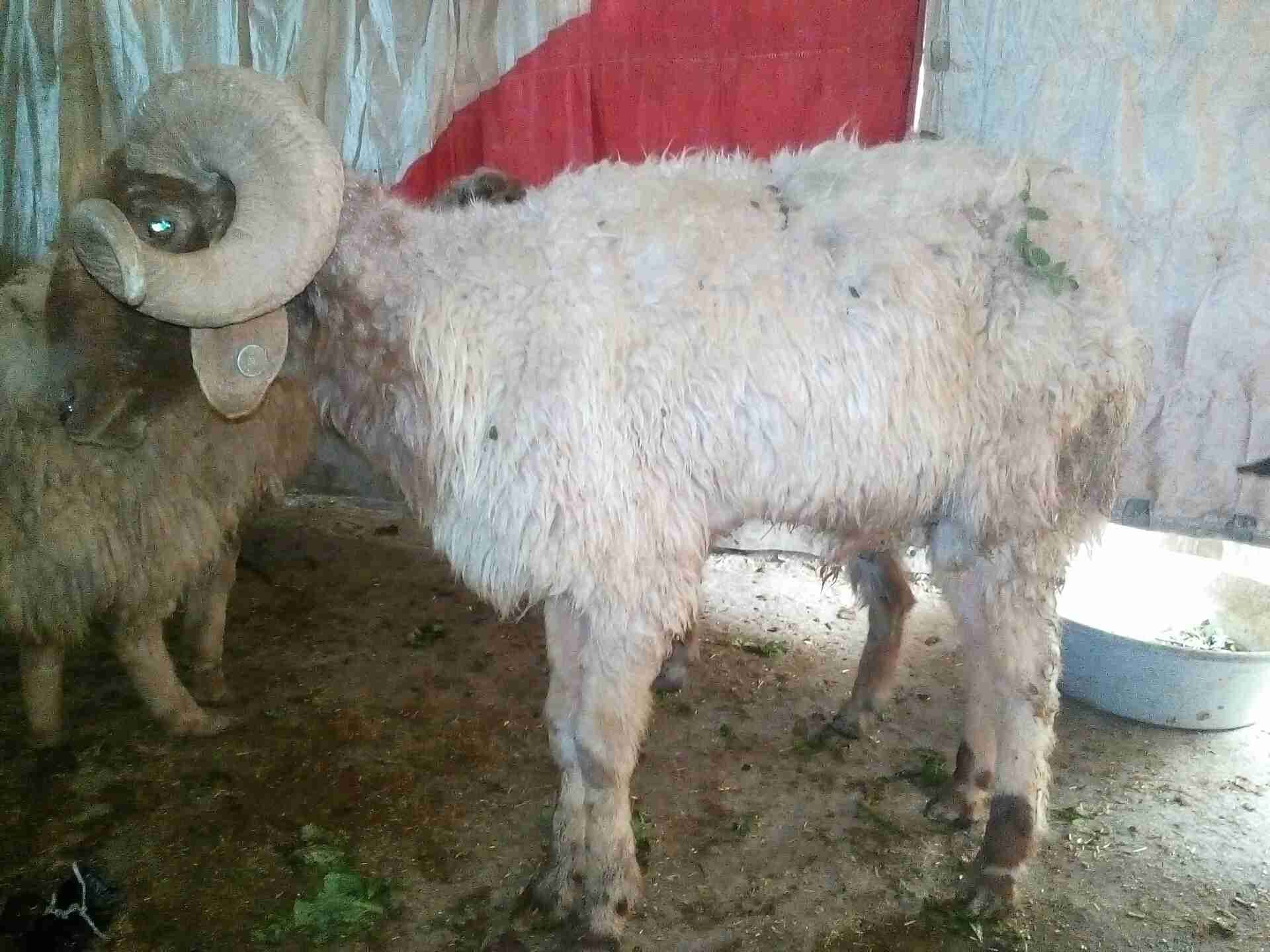 لحق لحق كبش ونعجتين 120 دينار يابلاش
لا تنسَ أنك شاهدت هذا الإعلان في عنكبوت
كبش سن انضيف ونع...