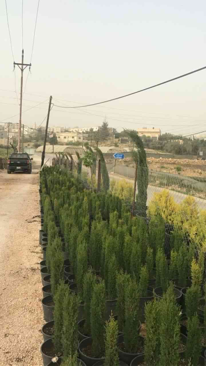 مشاتل الفاكهه للخدمات الزراعيه
لا تنسَ أنك شاهدت هذا الإعلان في عنكبوت
بيع جميع انواع الاشجار...