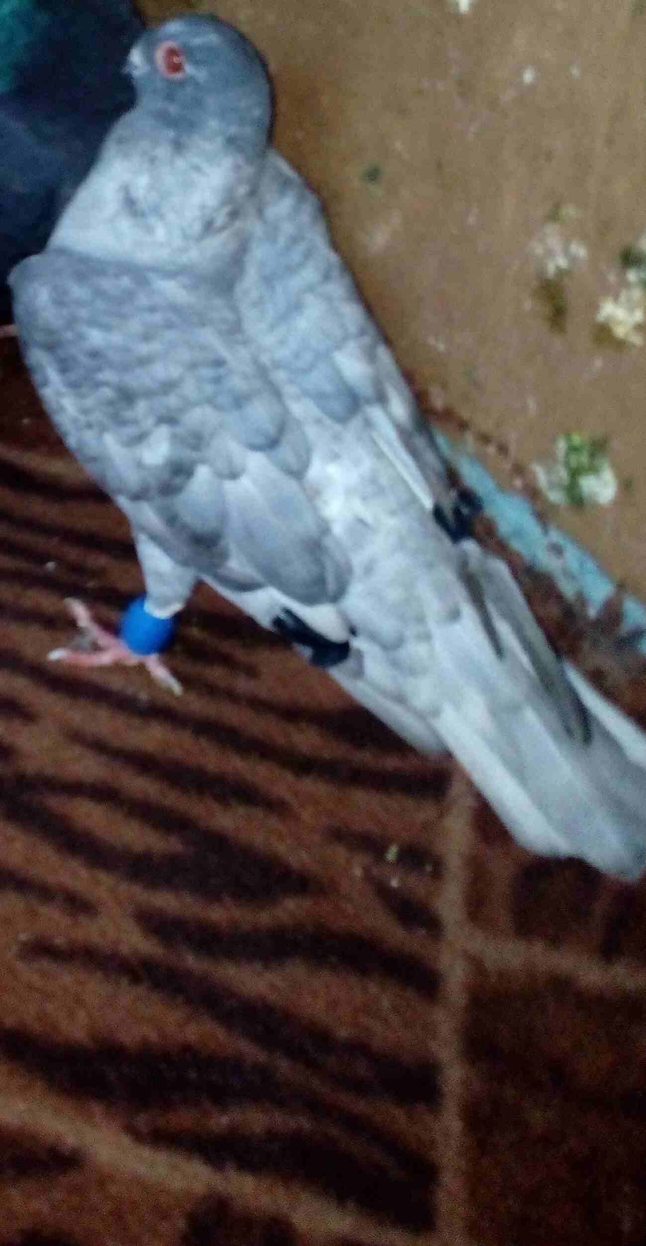 طيرة شغاله مكفوله للبيع او للبدل
لا تنسَ أنك شاهدت هذا الإعلان في عنكبوت
طيرة قرقاطي شغاله نخب ال...
