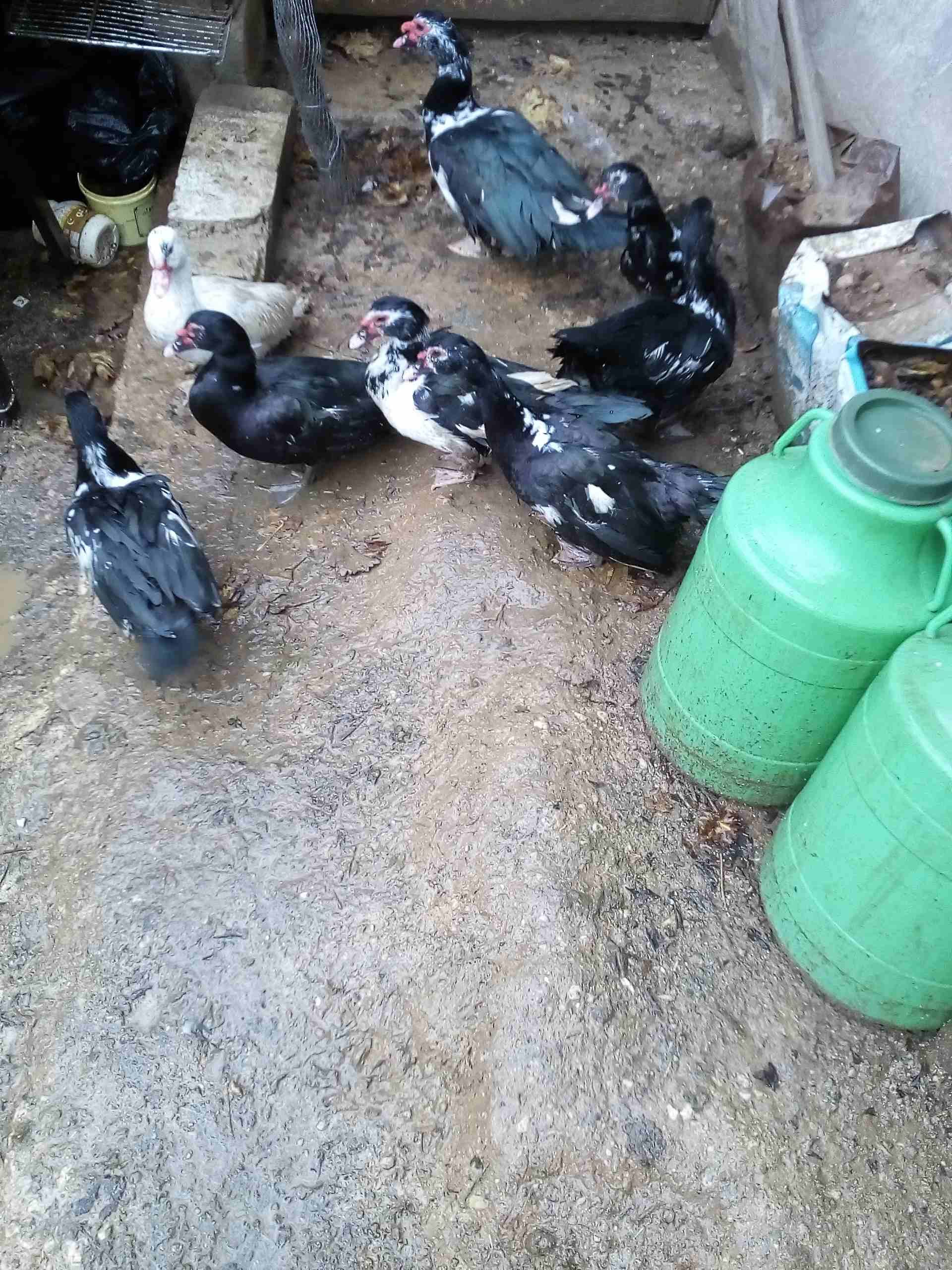 يوجد بط للبيع
لا تنسَ أنك شاهدت هذا الإعلان في عنكبوت
يوجد بط مكسوفي عدد8حبات ذكرين و6اناثي
صحة...