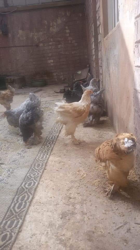 دجاج براهمه
لا تنسَ أنك شاهدت هذا الإعلان في عنكبوت
دجاج براهمه العمر 5 أشهر صحه ونضافه الصو...