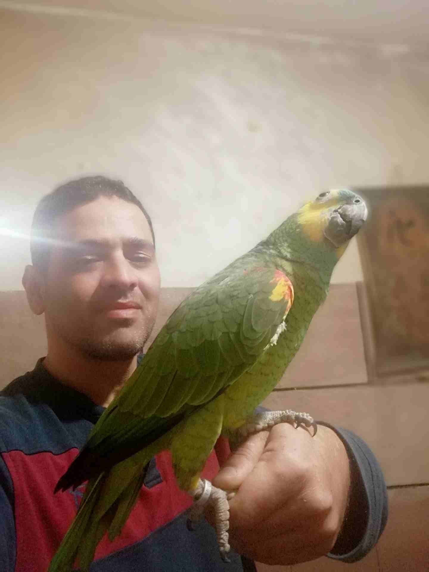 ببغاء امازوني بلوفرنتد جاكو مزرعه
لا تنسَ أنك شاهدت هذا الإعلان في عنكبوت
يسعد مساكم صلو على النب...