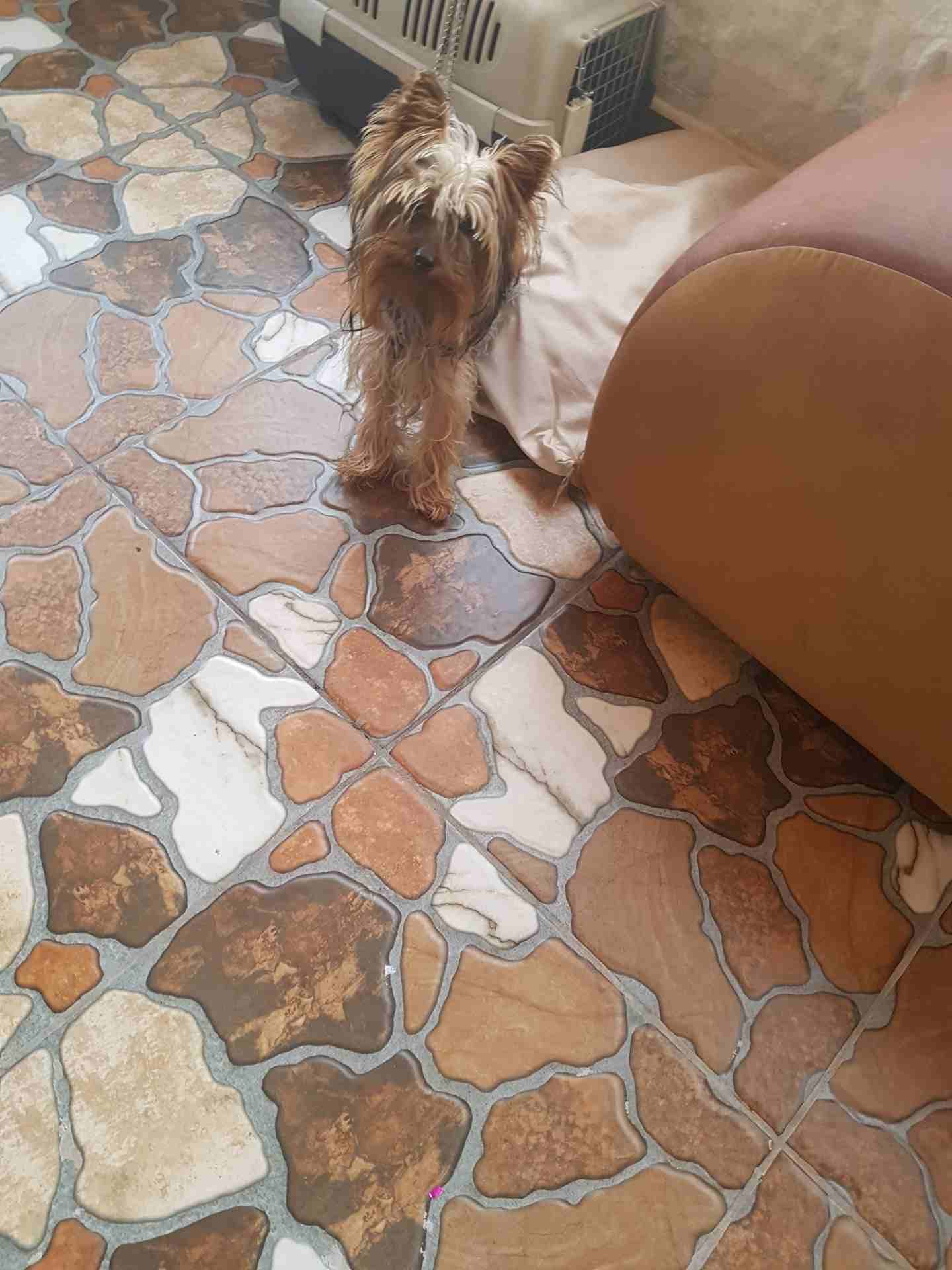 كلب يورك شير زينه اوكراني مع جواز سفر
لا تنسَ أنك شاهدت هذا الإعلان في عنكبوت
عمره ست شهور ذكر مع...