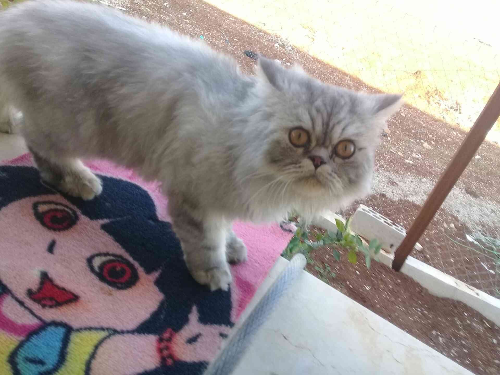 شارع البتره
لا تنسَ أنك شاهدت هذا الإعلان في عنكبوت
مقابل مخازن الش...
