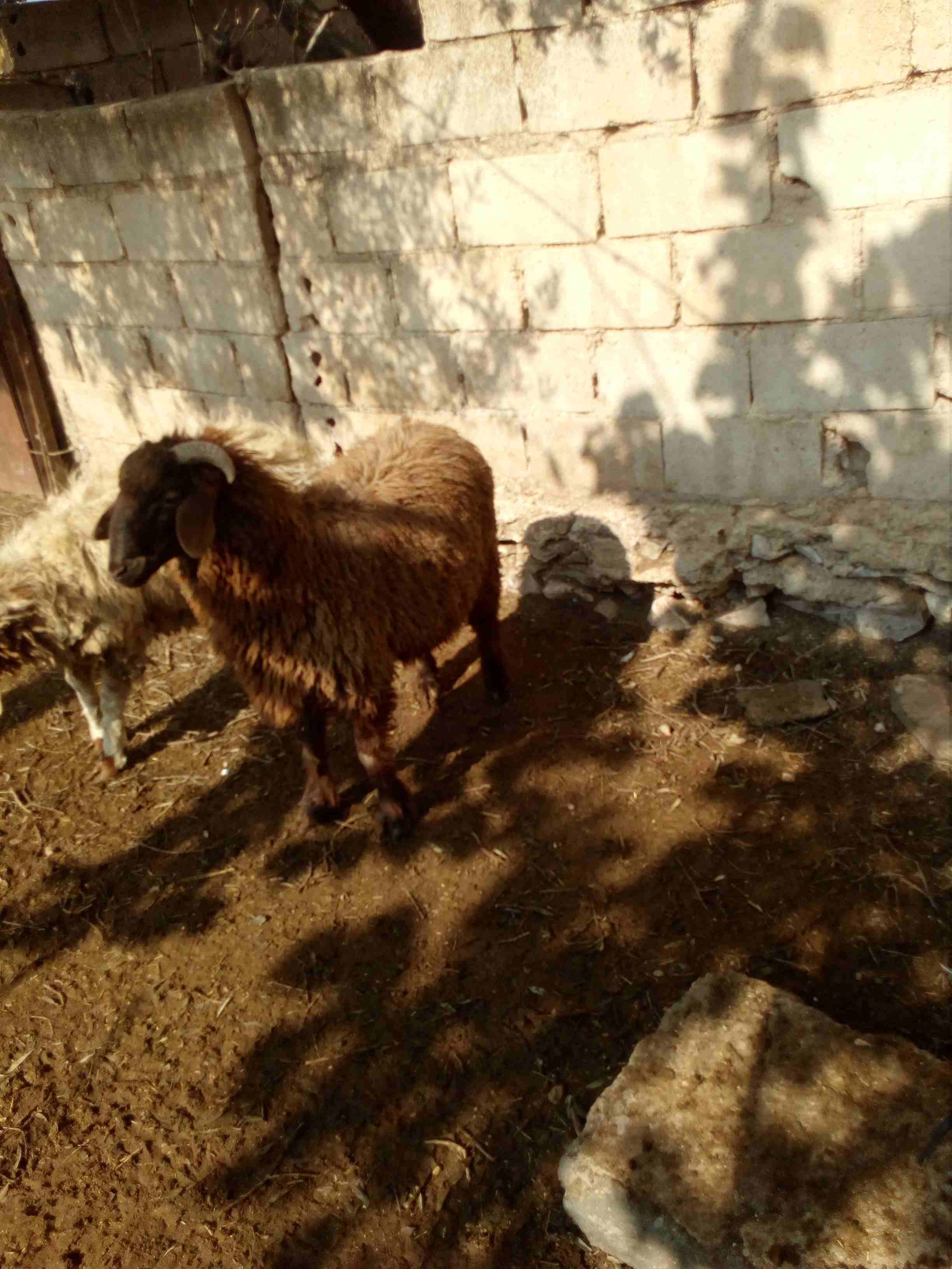 خرفان للبيع
لا تنسَ أنك شاهدت هذا الإعلان في عنكبوت
خمس خرفان للبيع...