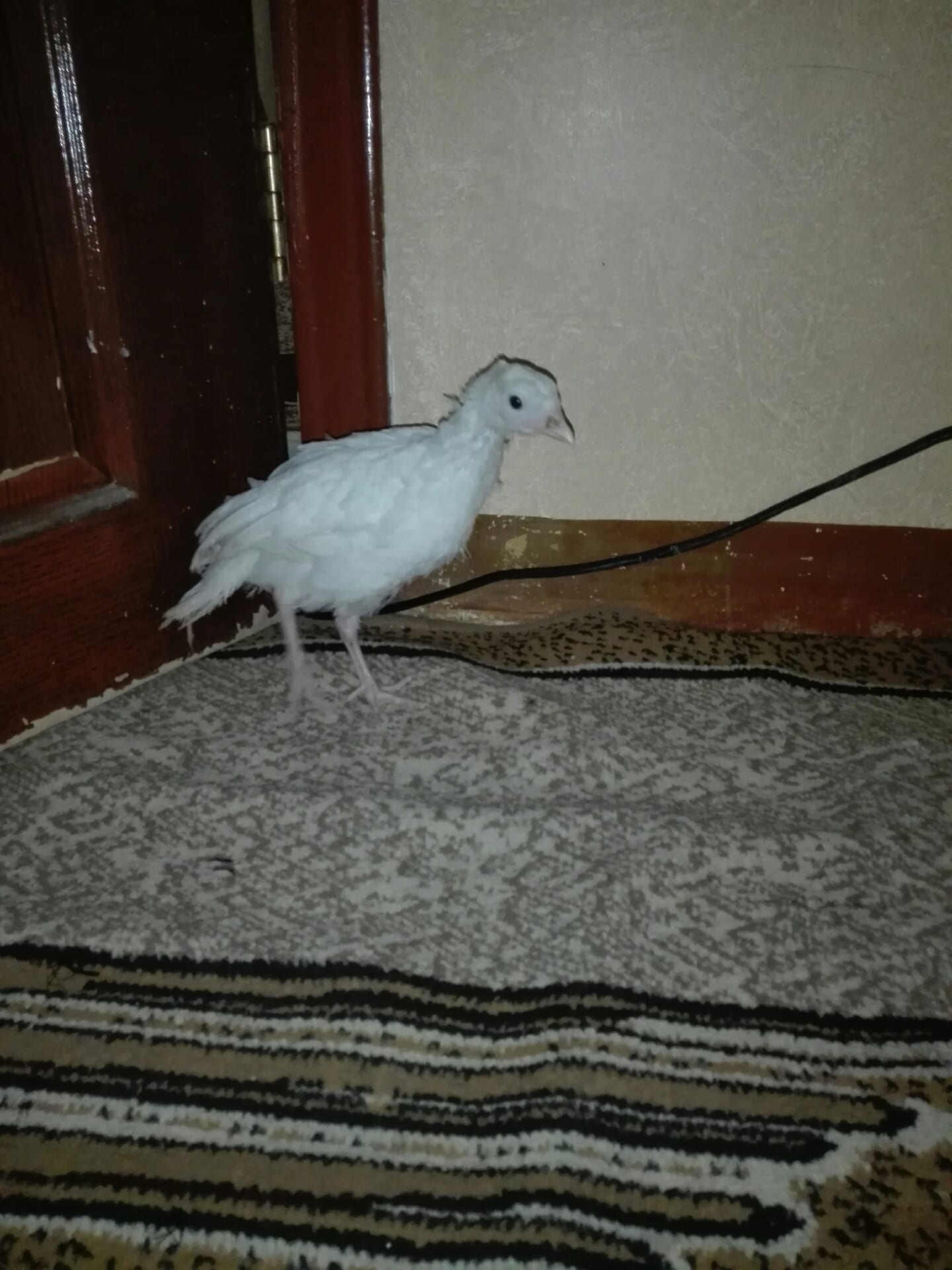 صوص حبش عمره شهرين مع صوص بلدي
لا تنسَ أنك شاهدت هذا الإعلان في عنكبوت
صوصين واحد حبش وواحد ب...