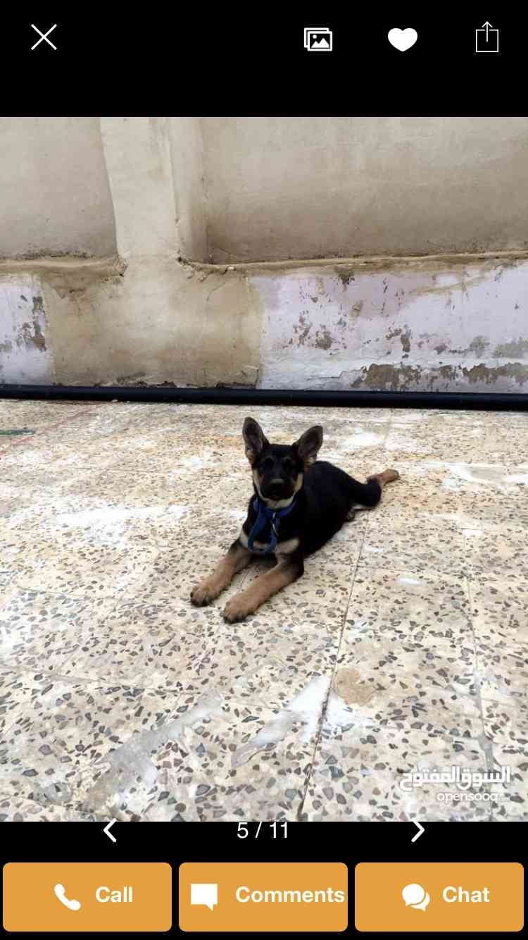 جيرمن شيبارد german shepherd
لا تنسَ أنك شاهدت هذا الإعلان في عنكبوت
ذكر عمر 3 اشهر شورت هي...